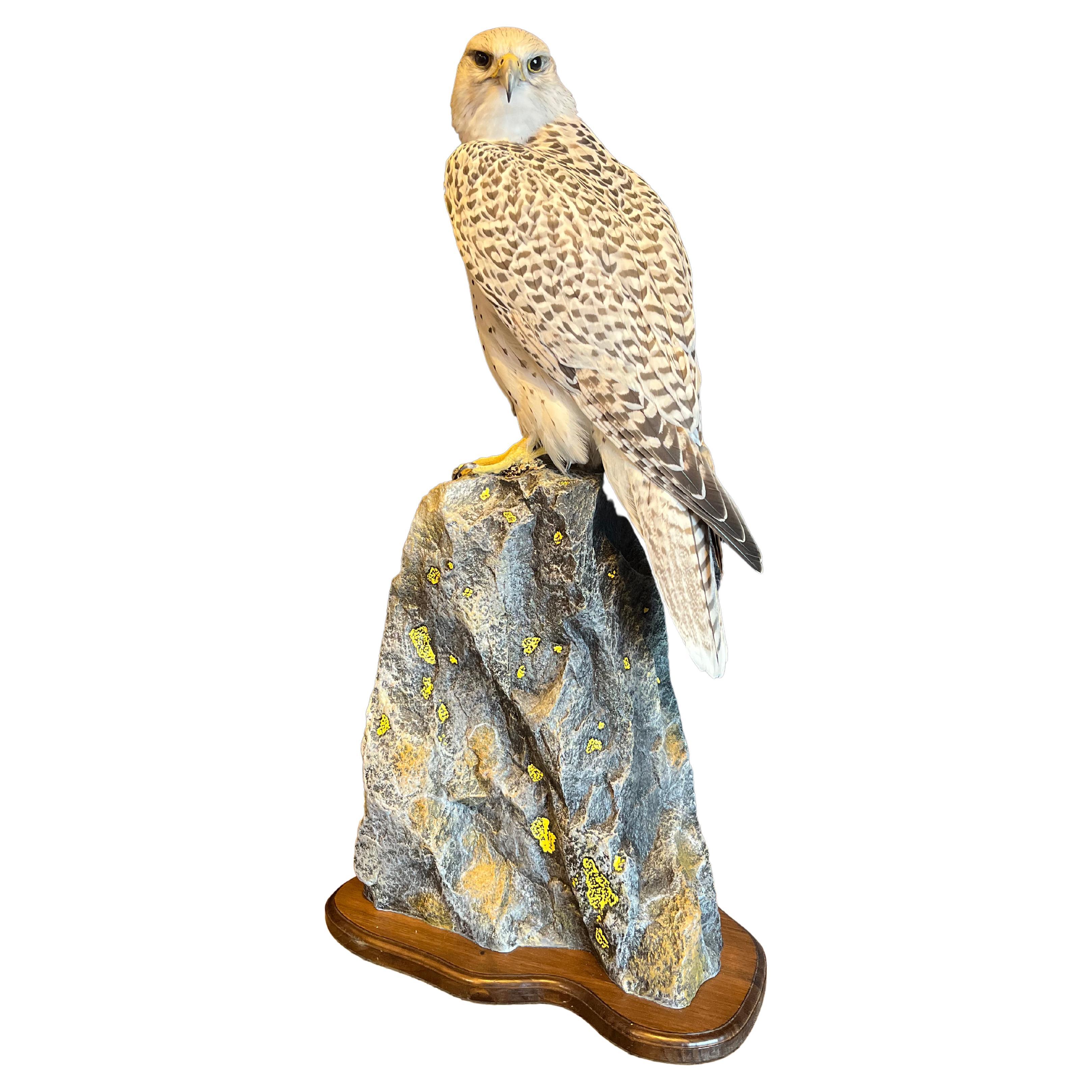 Recently Made Taxidermy Gyr Falcon For Sale