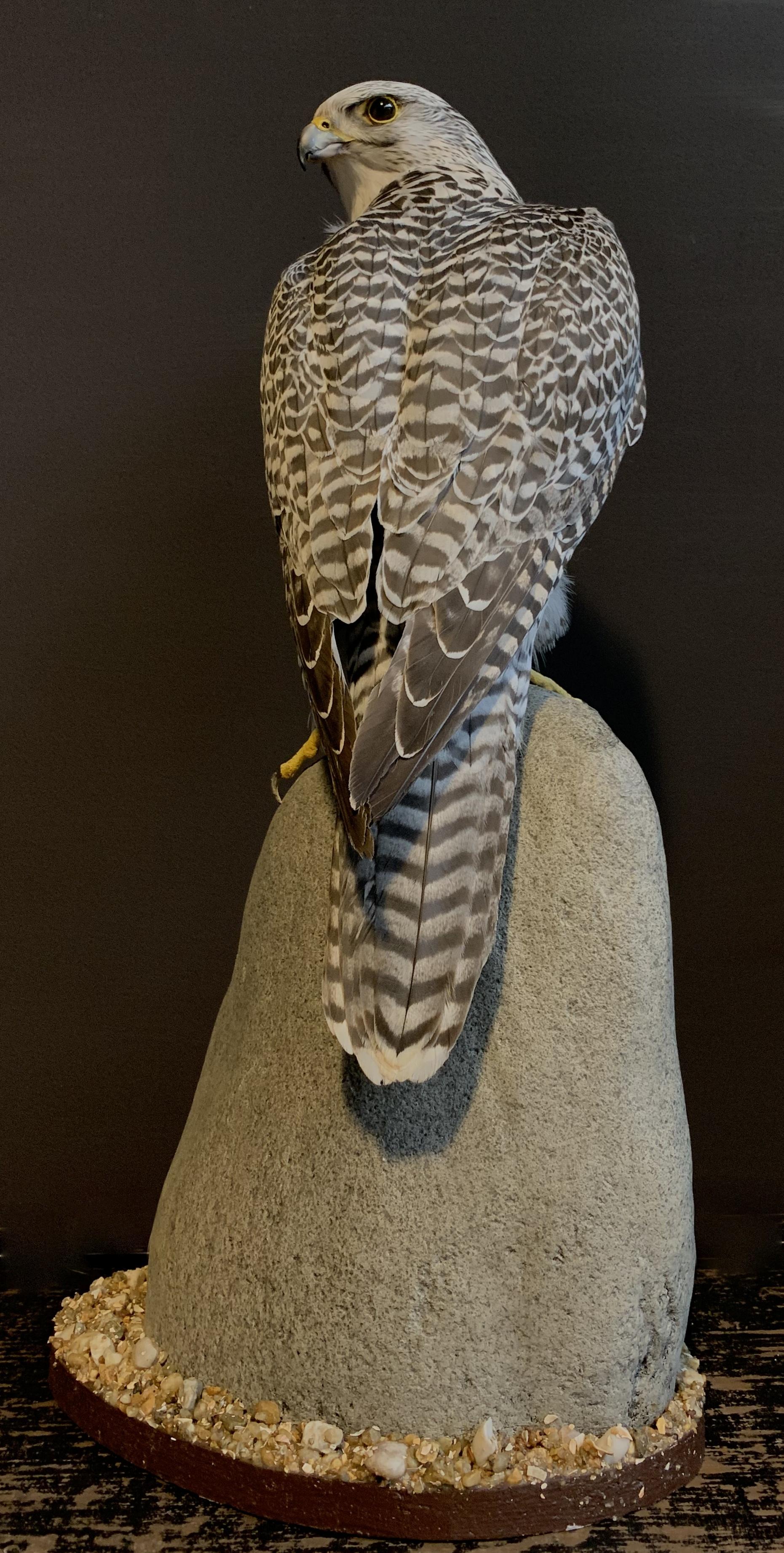 Contemporary Recently Made Taxidermy Gyrfalcon