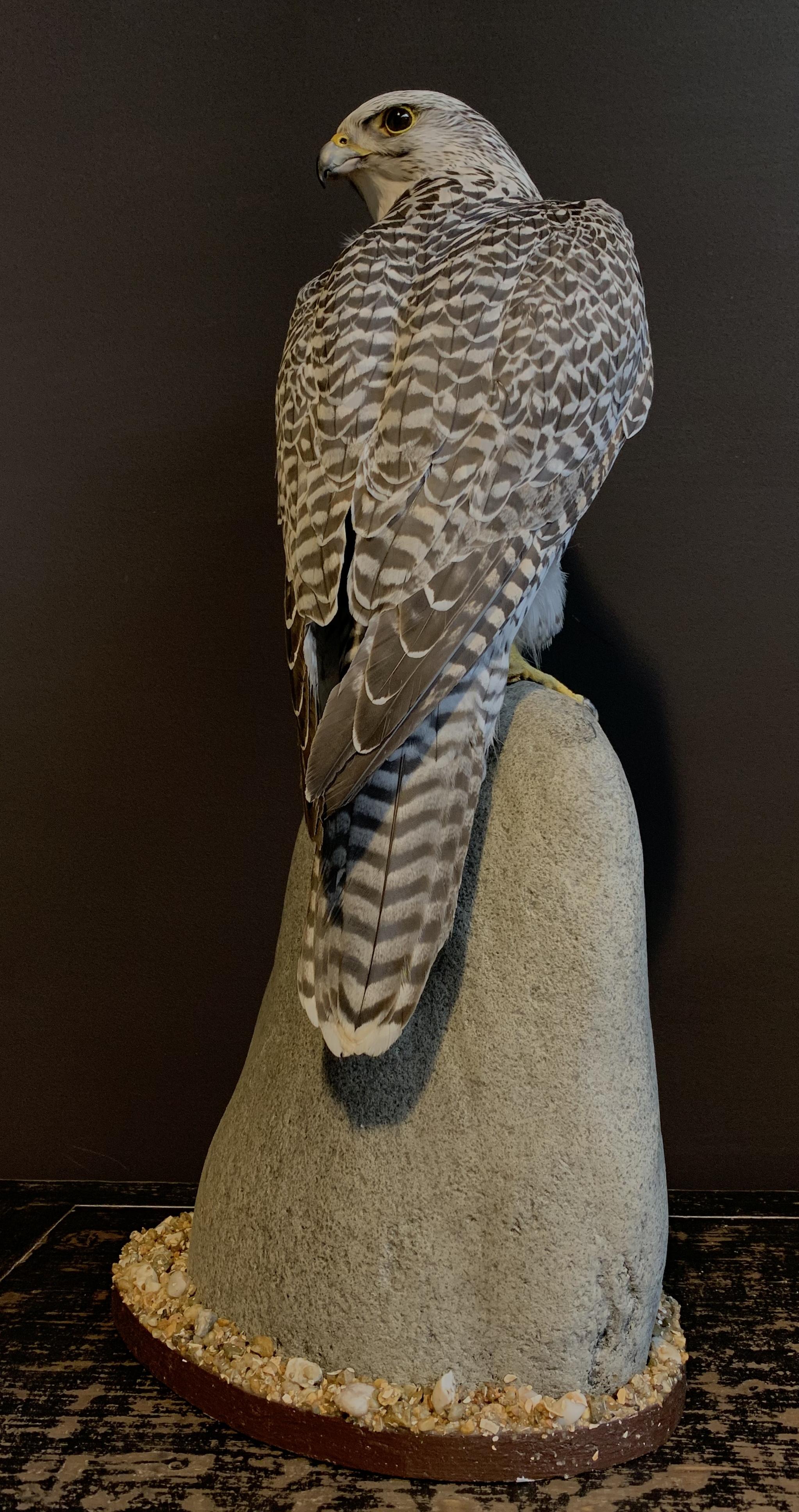 Feathers Recently Made Taxidermy Gyrfalcon