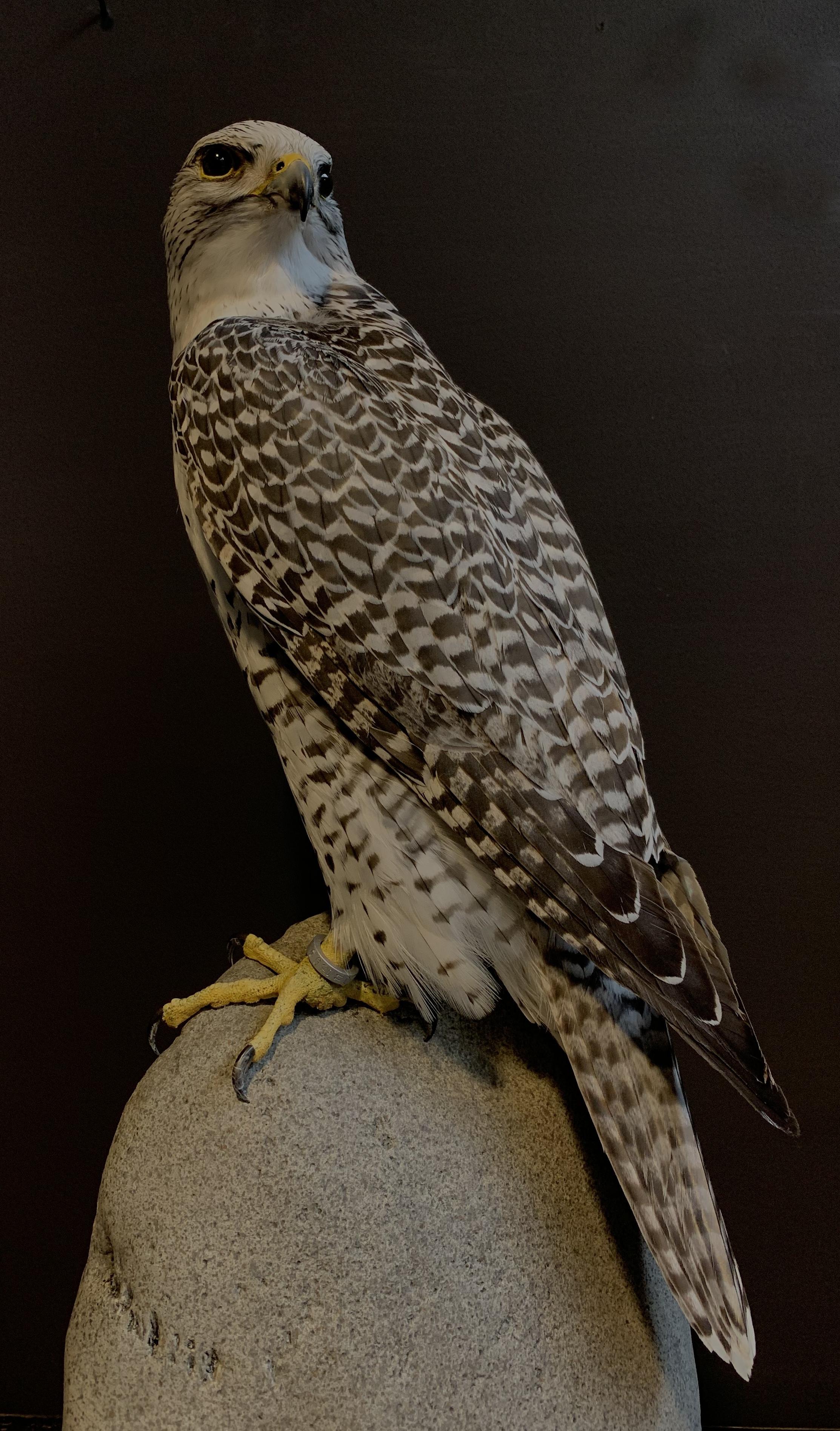 Recently Made Taxidermy Gyrfalcon In Excellent Condition In Eindhoven, NL