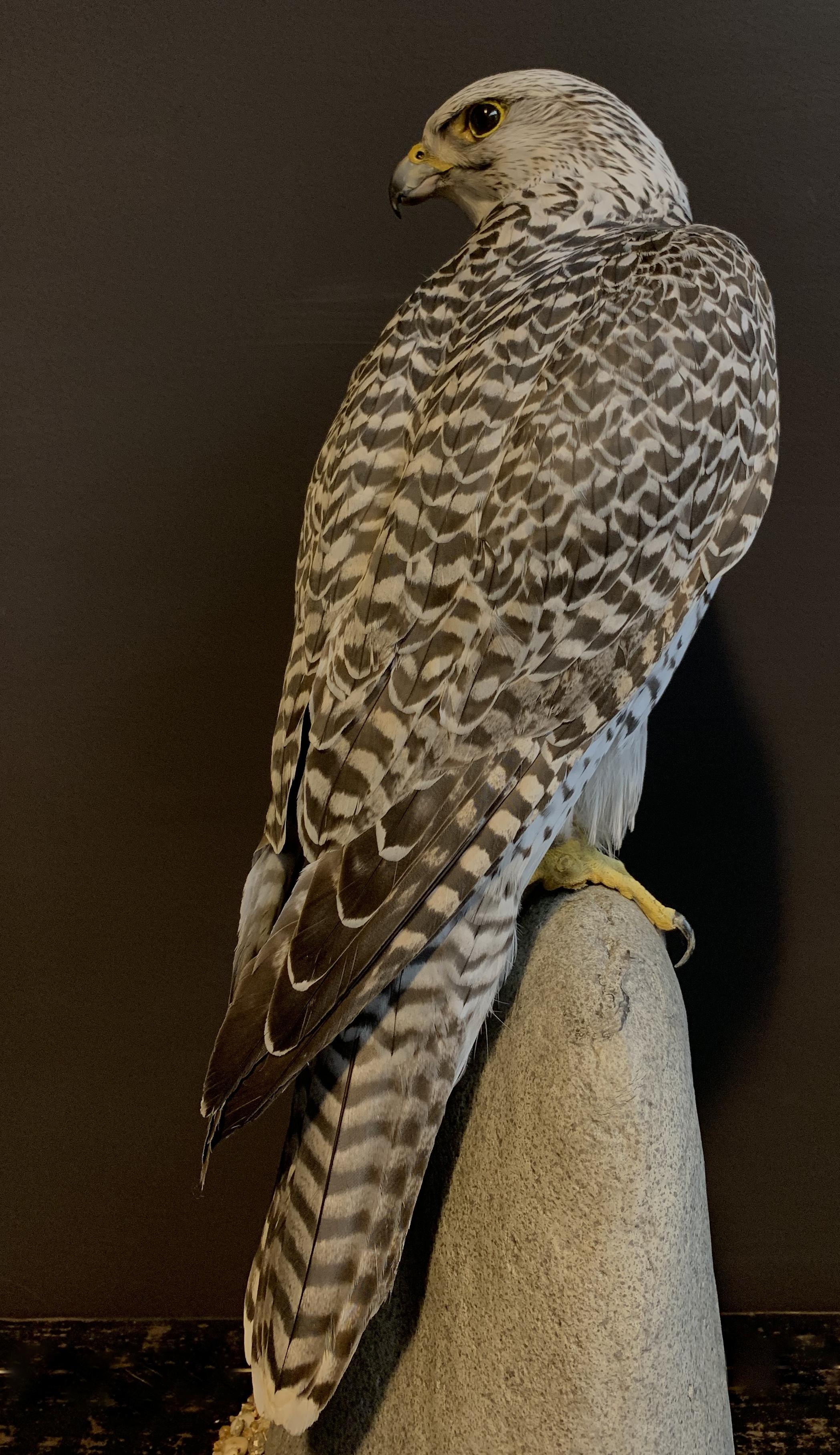 Real masterpiece of taxidermy gyrfalcon. It is a beautiful piece which is made with a great eye for detail. The falcon is ringed and will be delivered with the right cites documents.