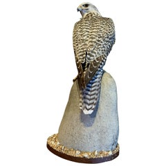 Recently Made Taxidermy Gyrfalcon