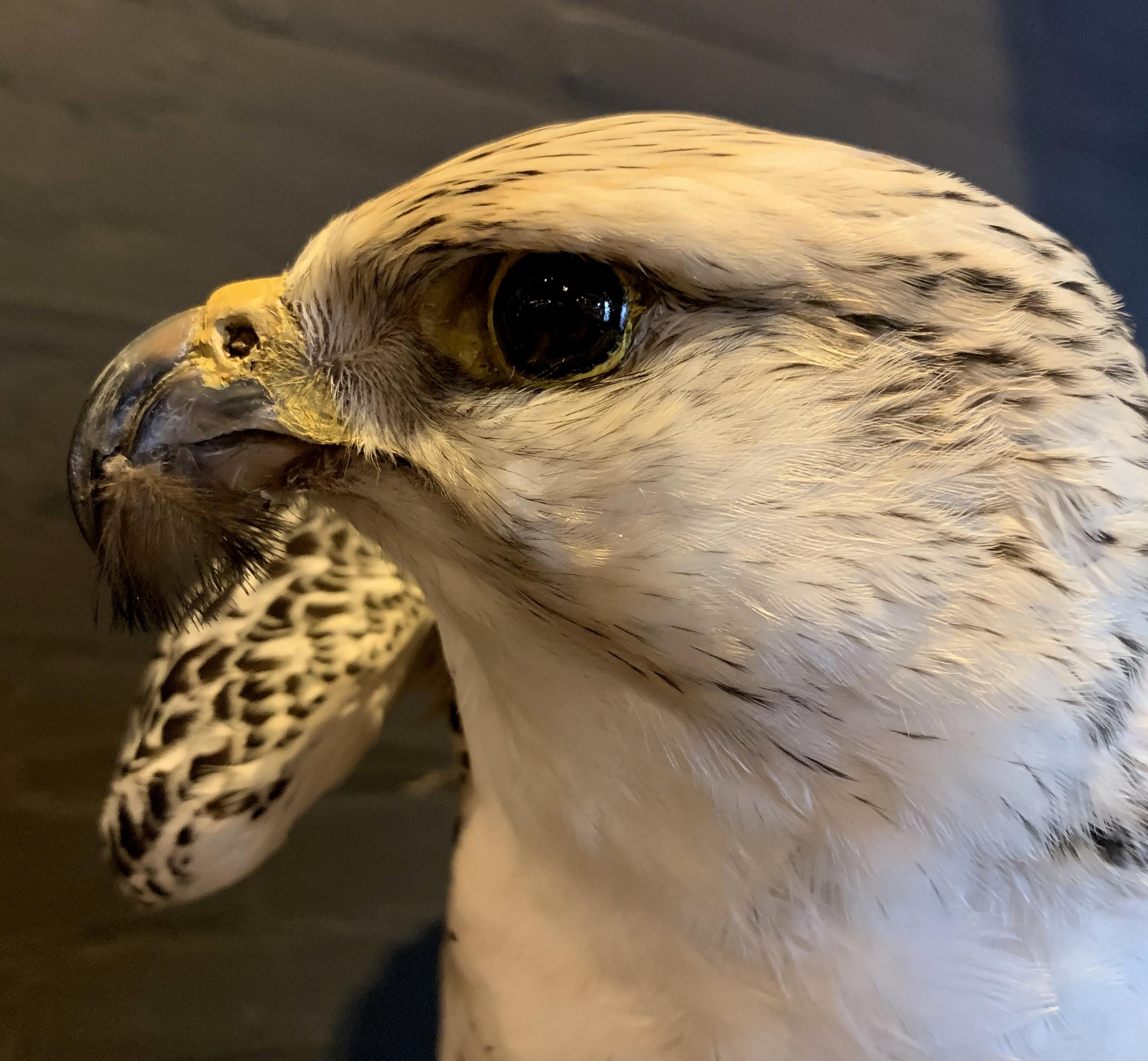 Recently Made Taxidermy Gyrfalcon with Pintail duck as Prey 7