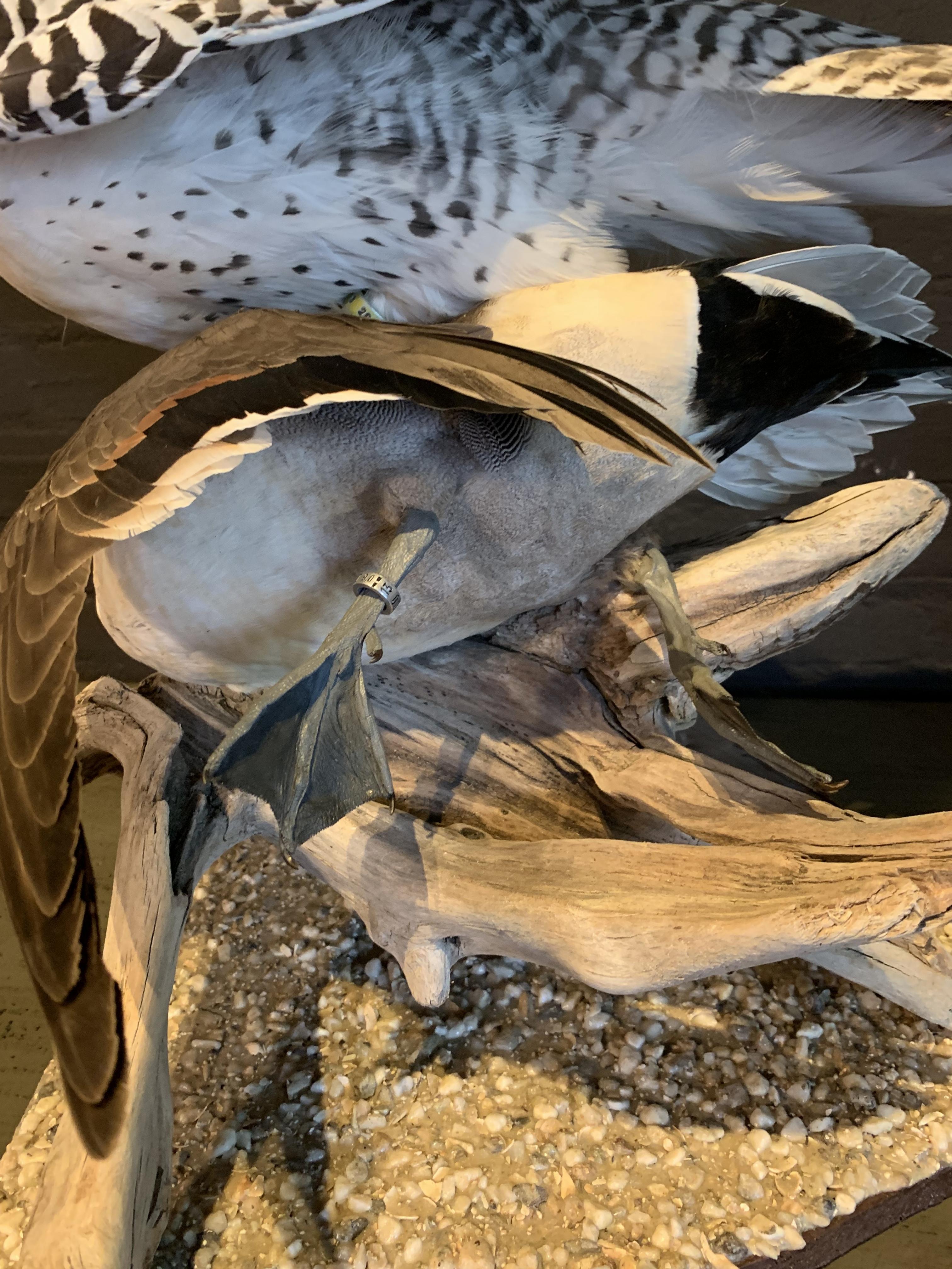 Recently Made Taxidermy Gyrfalcon with Pintail duck as Prey 8