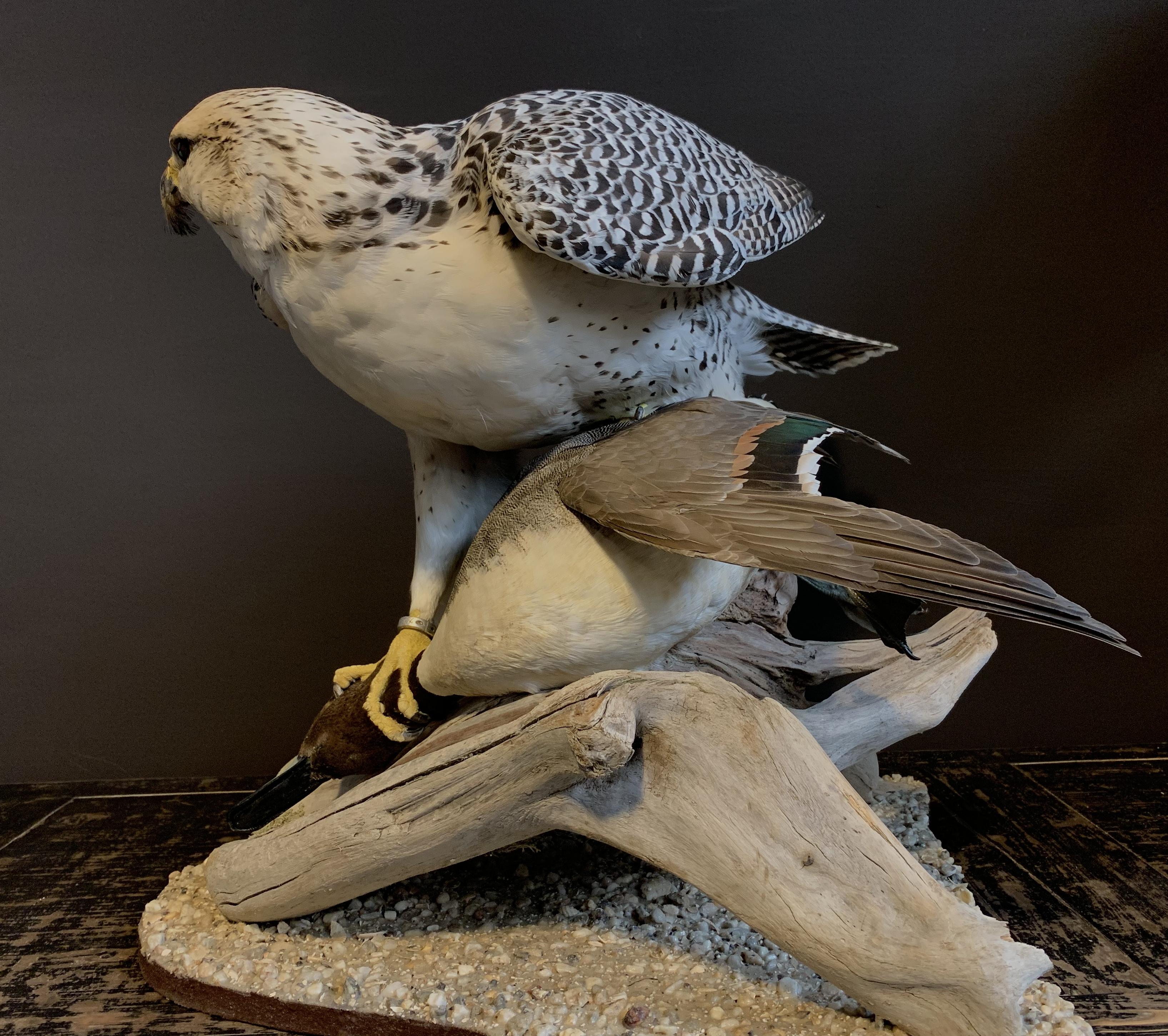 pintail taxidermy