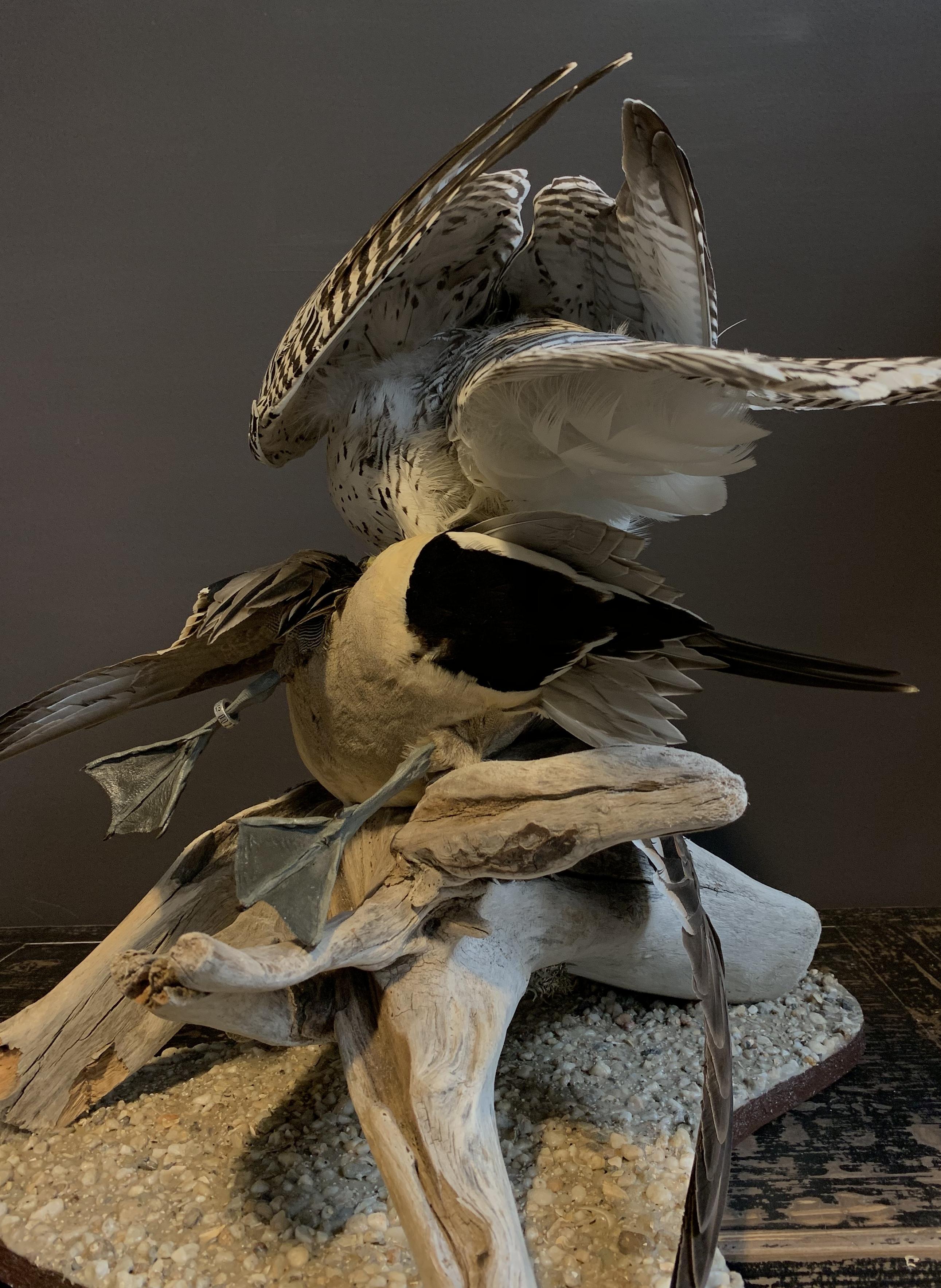 Recently Made Taxidermy Gyrfalcon with Pintail duck as Prey 2