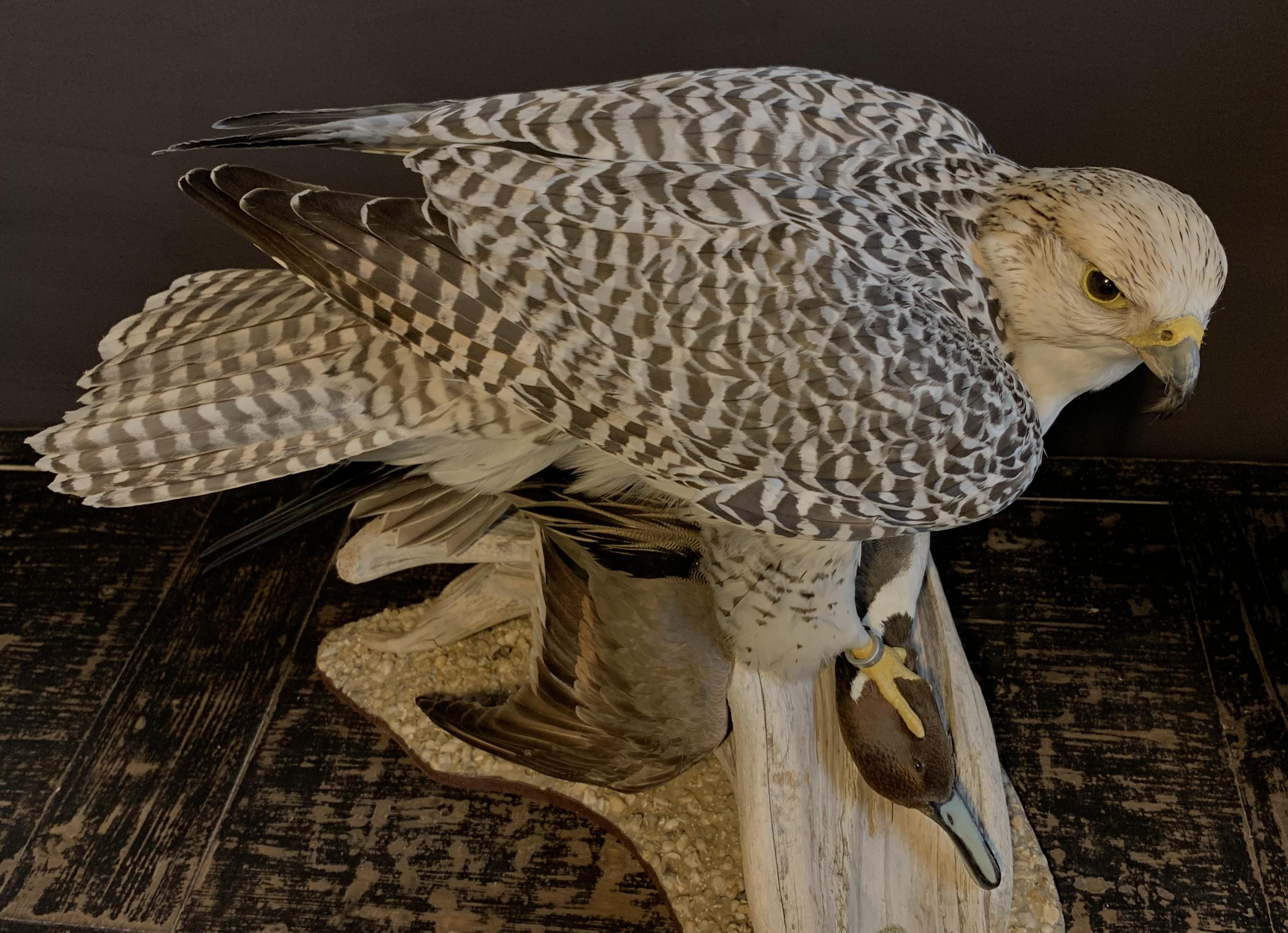 Recently Made Taxidermy Gyrfalcon with Pintail duck as Prey In Excellent Condition In Eindhoven, NL