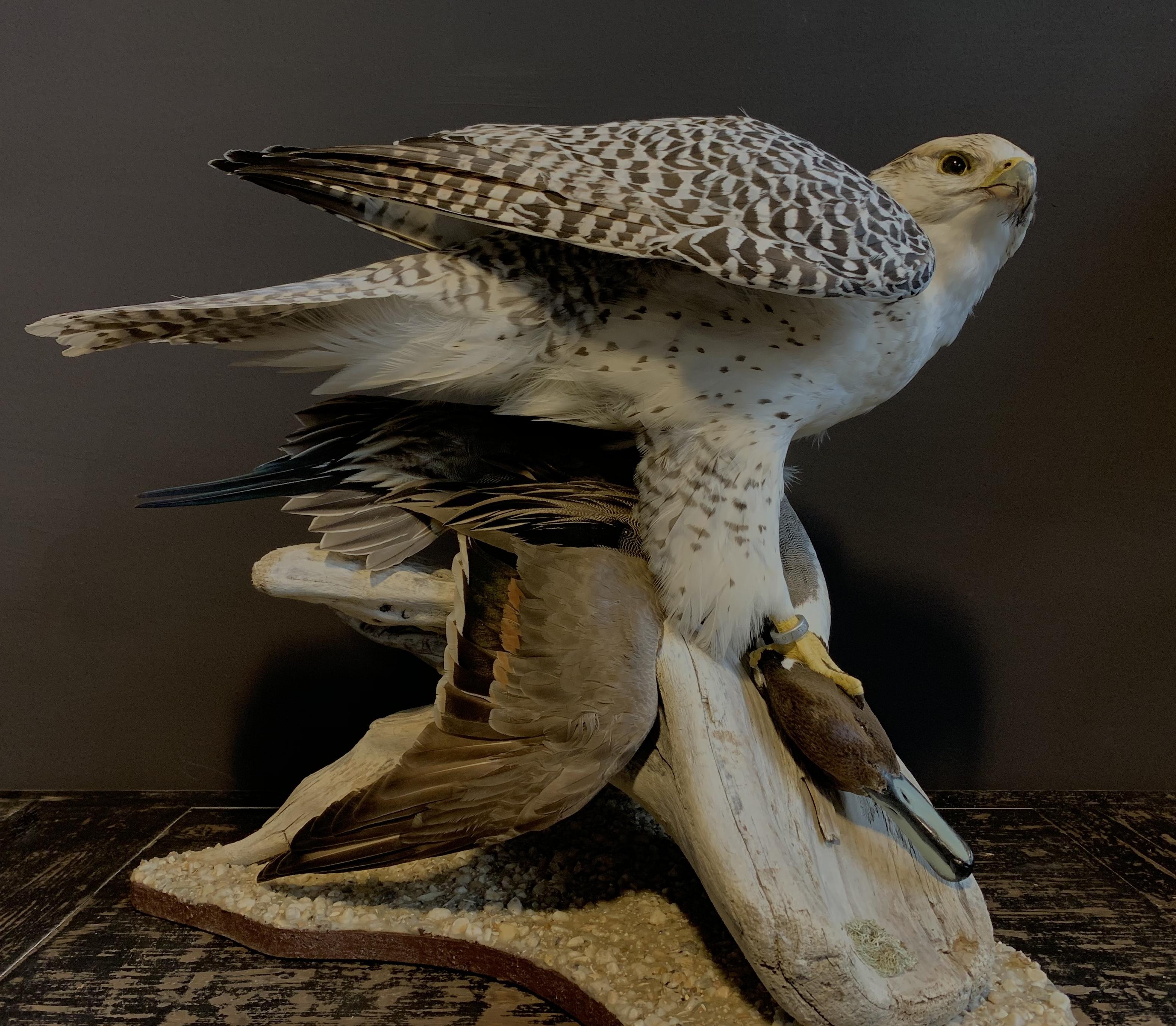 Recently Made Taxidermy Gyrfalcon with Pintail duck as Prey. It is a beautiful piece which is made with a great eye for detail. Both birds are ringed and the Gyrfalcon will be delivered with the right cites documents. A real masterpiece....