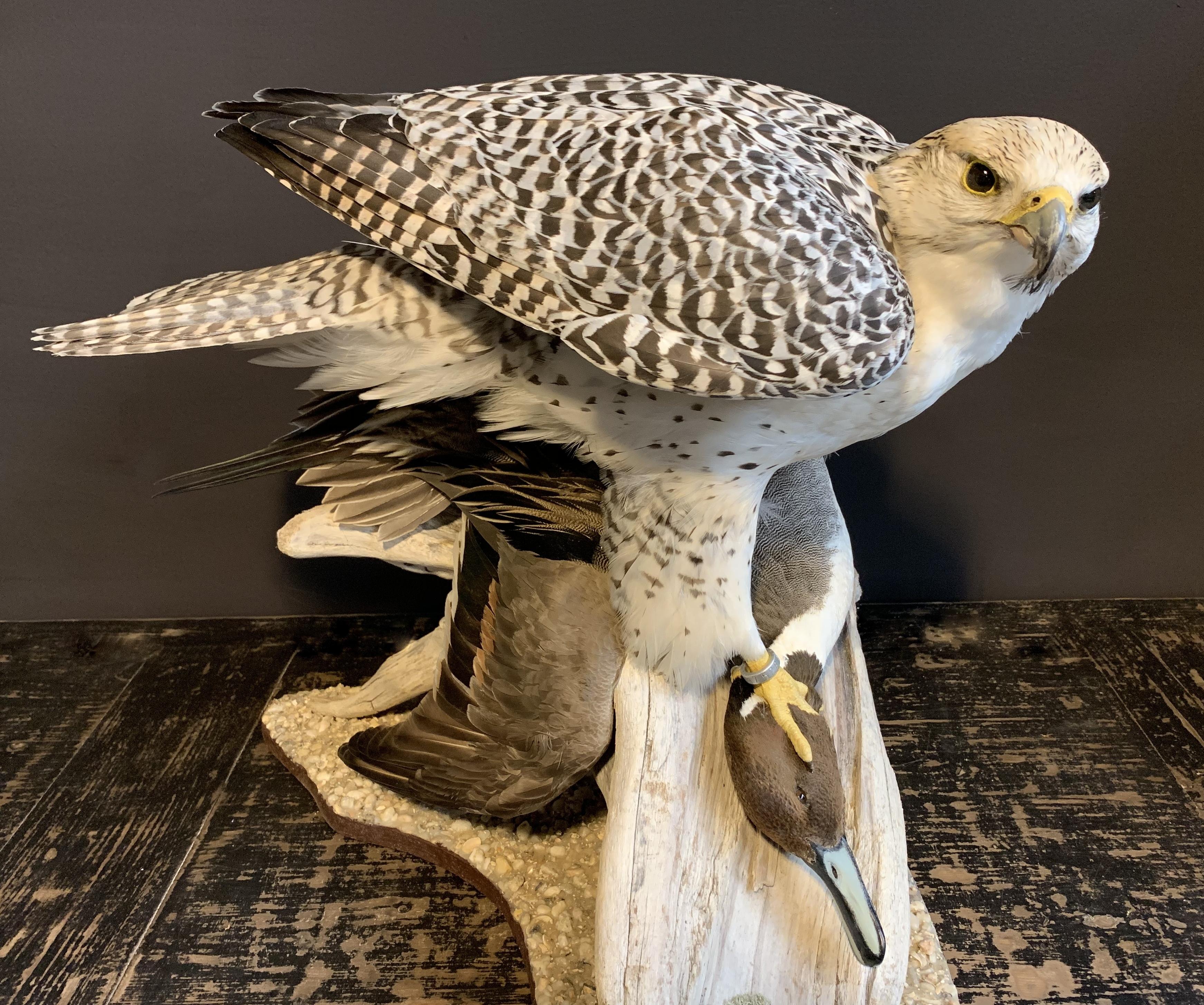 Dutch Recently Made Taxidermy Gyrfalcon with Pintail duck as Prey