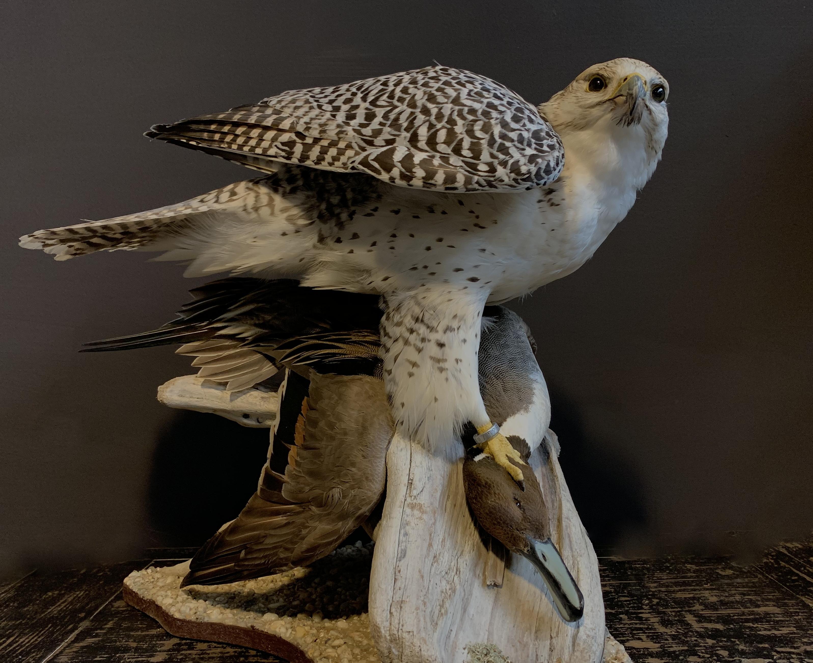 pintail duck mount