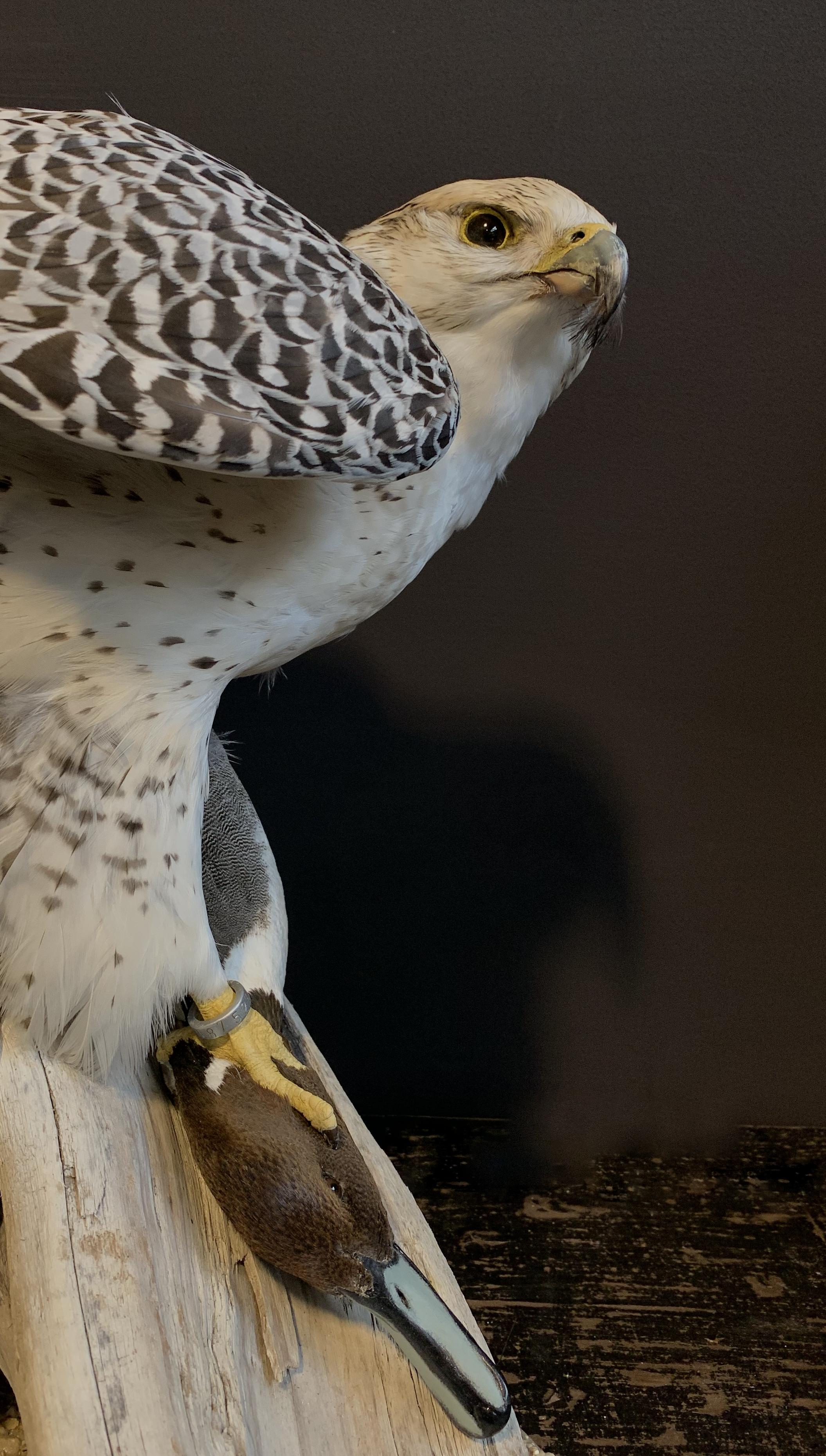Recently Made Taxidermy Gyrfalcon with Pintail duck as Prey 1
