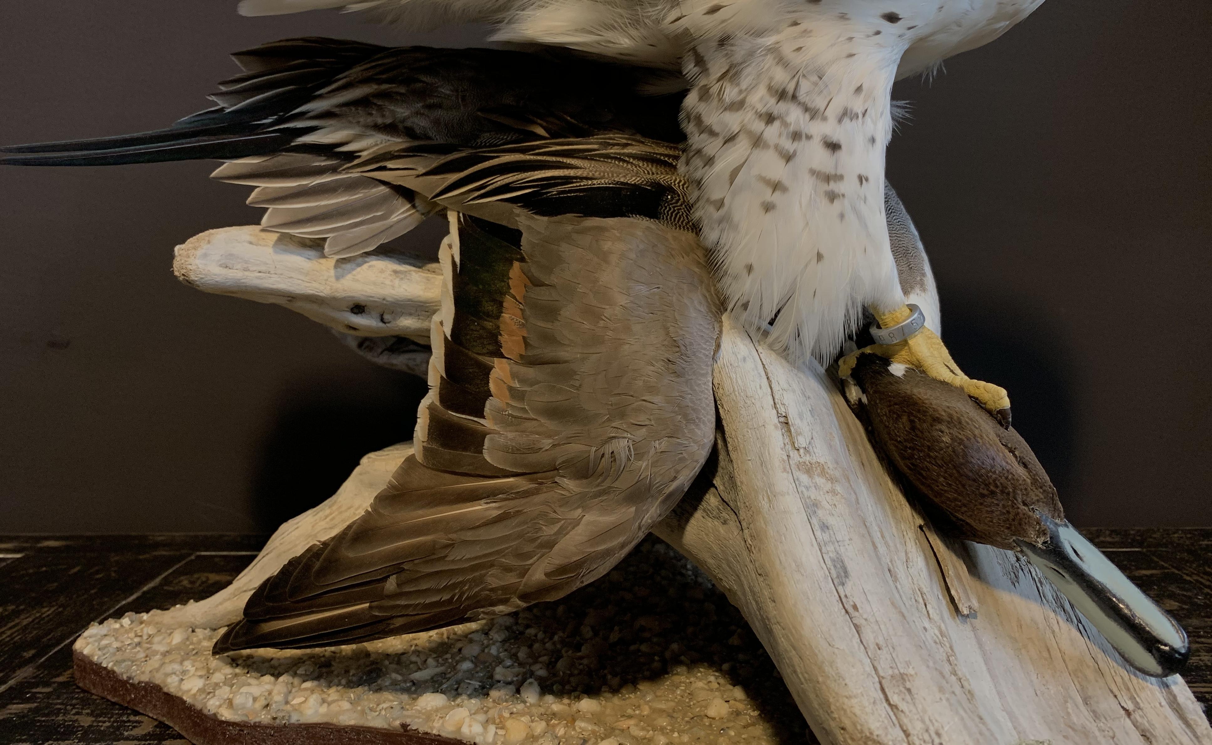 Feathers Recently Made Taxidermy Gyrfalcon with Pintail duck as Prey