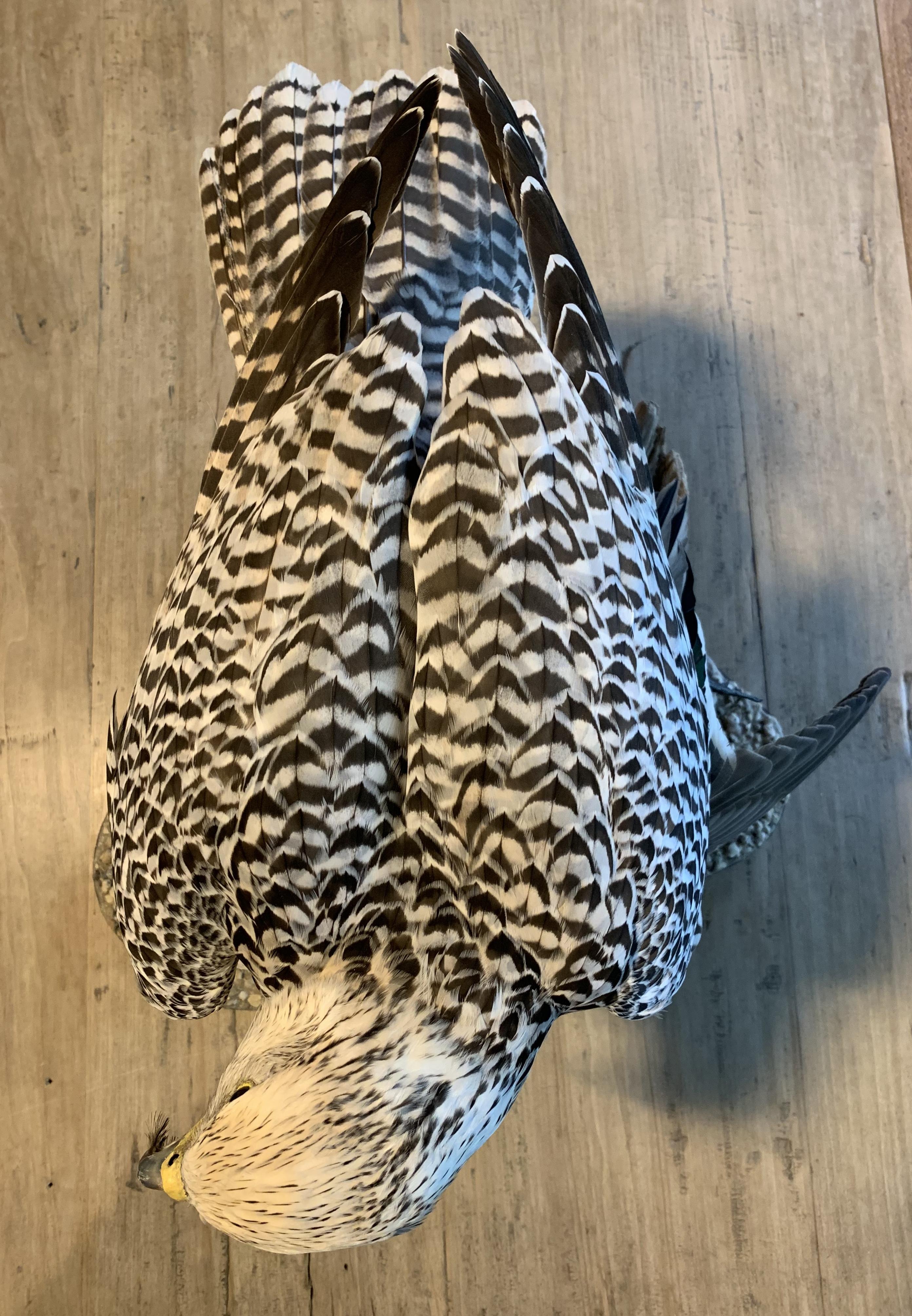 Recently Made Taxidermy Gyrfalcon with Pintail duck as Prey 3