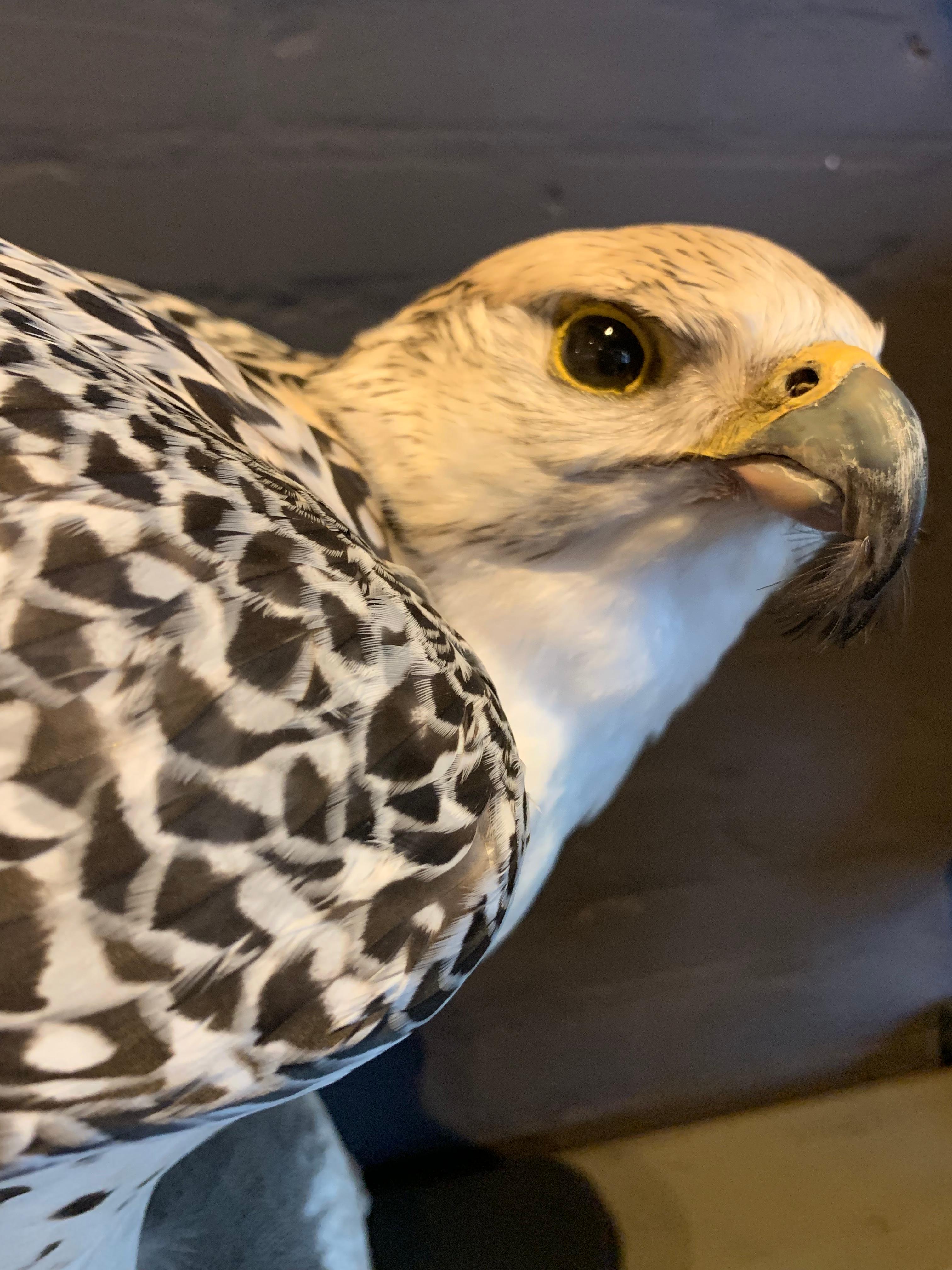 Recently Made Taxidermy Gyrfalcon with Pintail duck as Prey 4