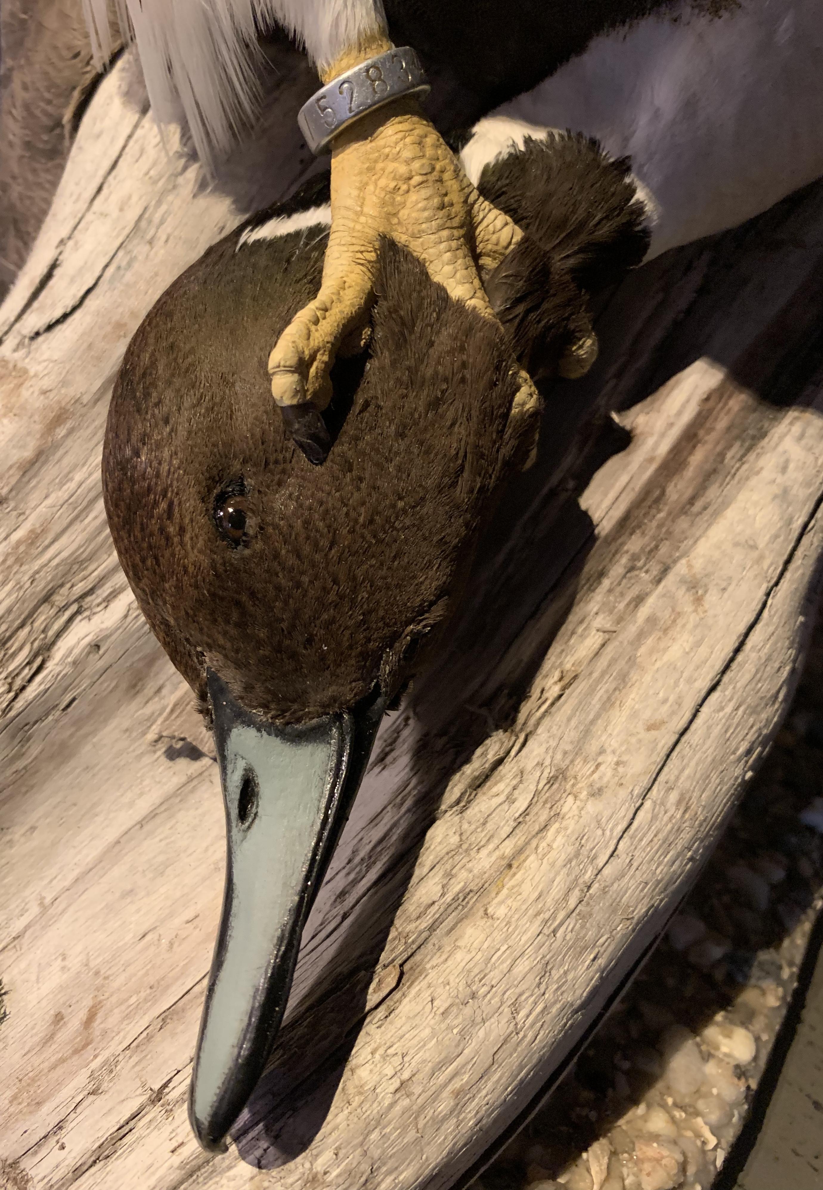 Recently Made Taxidermy Gyrfalcon with Pintail duck as Prey 5