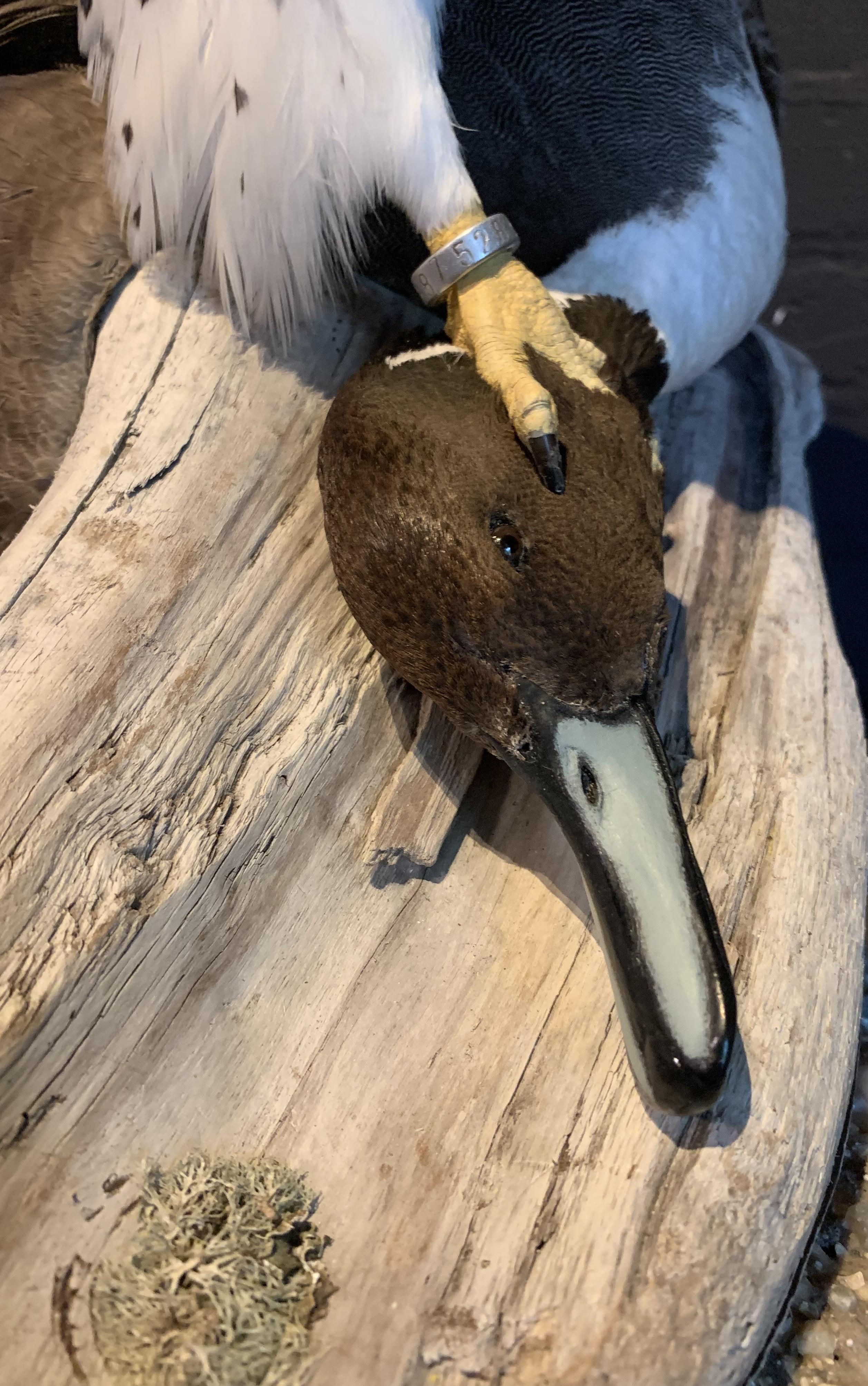 Recently Made Taxidermy Gyrfalcon with Pintail duck as Prey 6