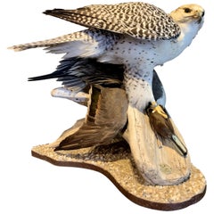 Taxidermie de faucon gerfaut récemment réalisée avec un canard à queue de pie comme proie