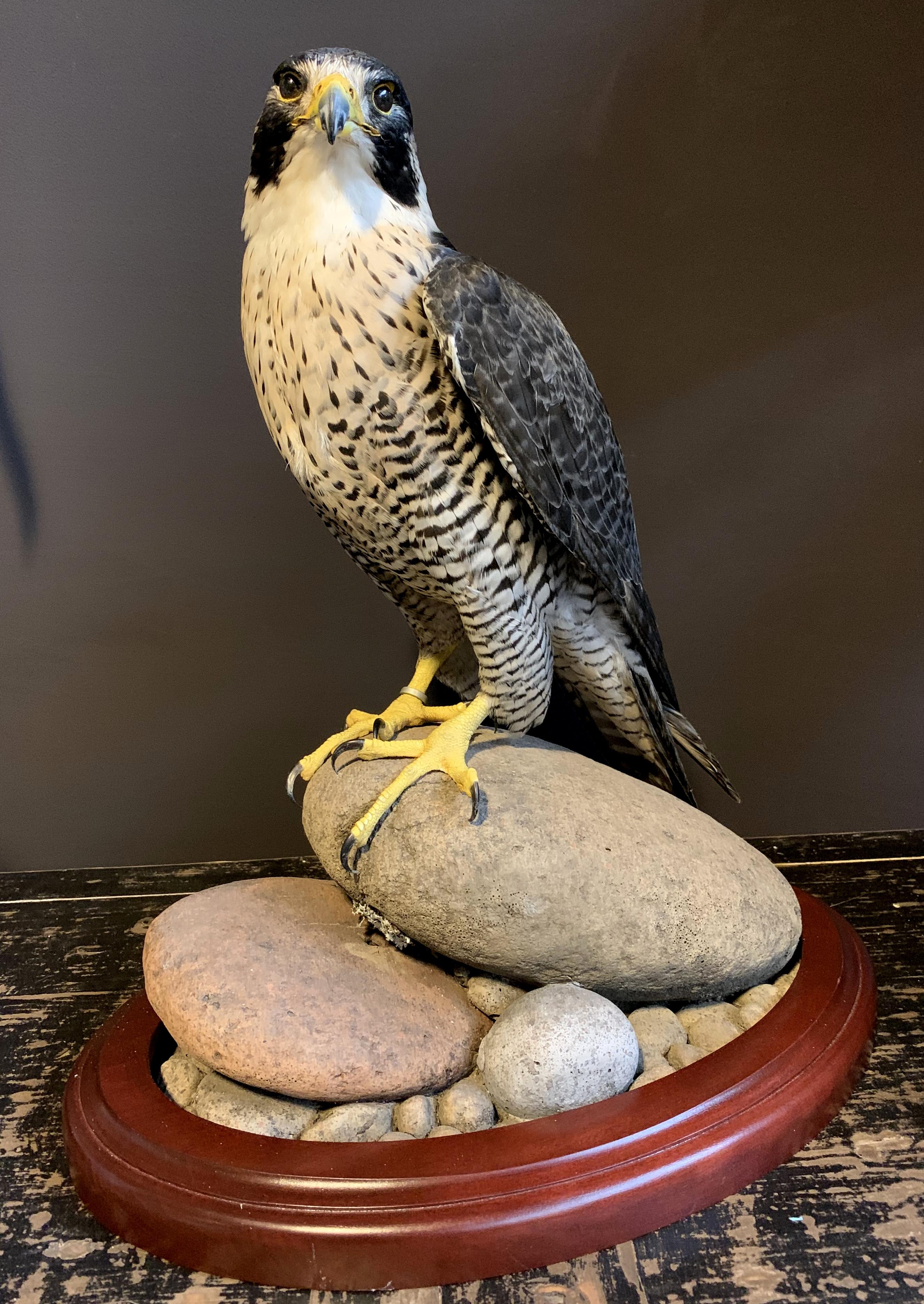 Recently Made Taxidermy Peregrin Falcon 1