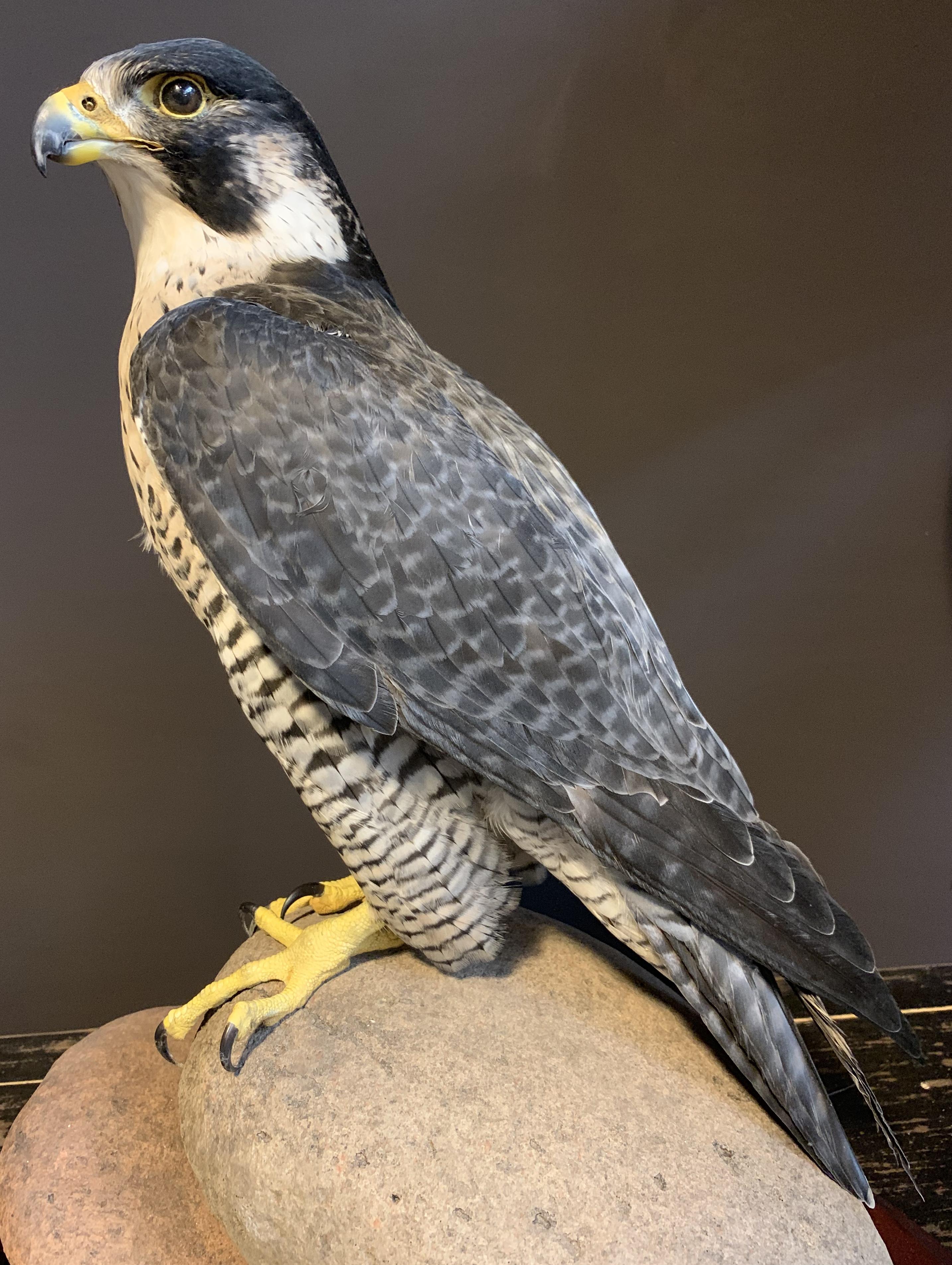 Recently Made Taxidermy Peregrin Falcon 2