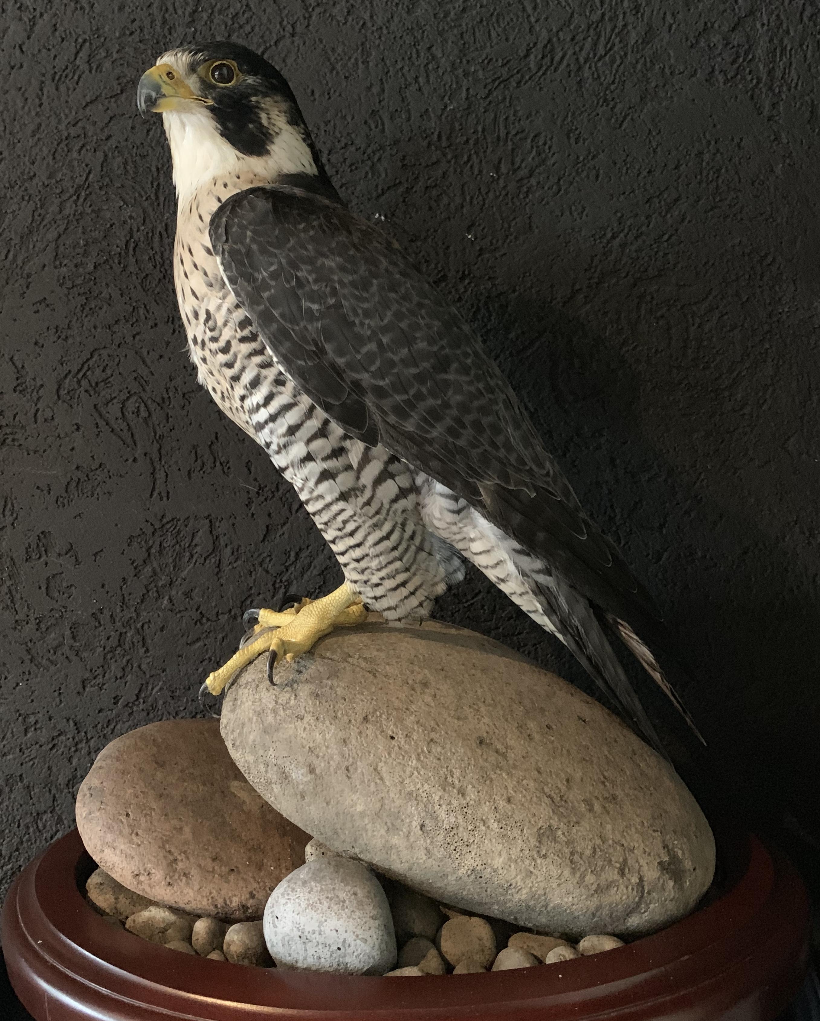 Recently Made Taxidermy Peregrin Falcon 3