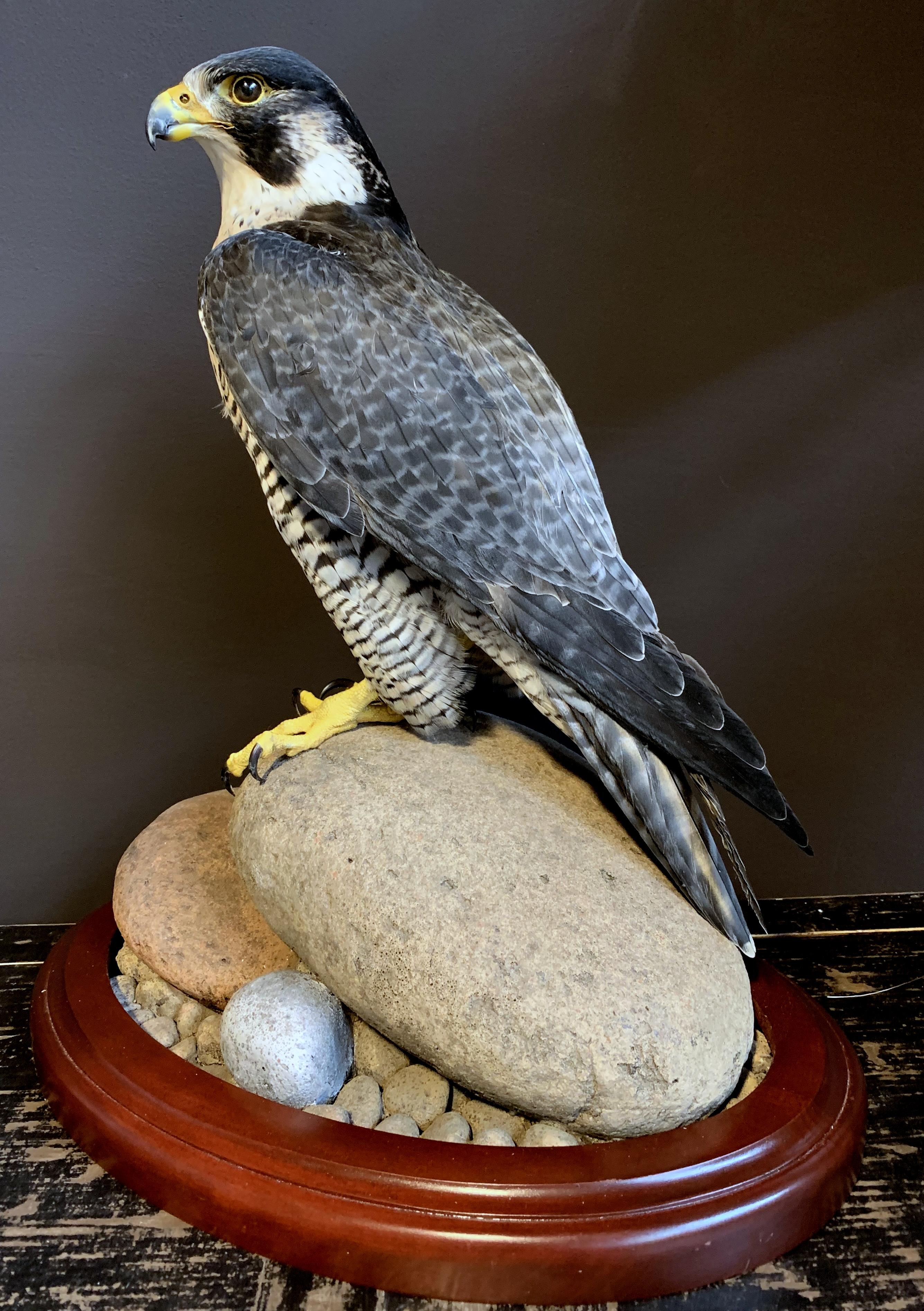 Recently made taxidermy Peregrin falcon. It is a beautiful piece which is made with a great eye for detail. The bird is ringed and will be delivered with the right cites documents. A real masterpiece.