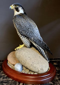 Recently Made Taxidermy Peregrin Falcon