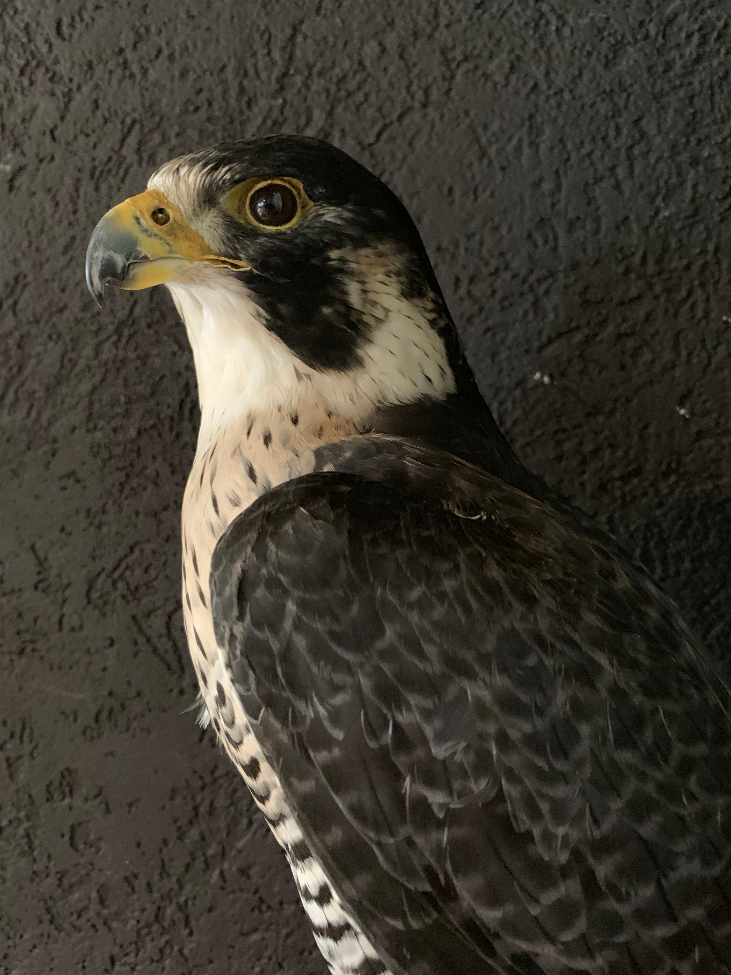 peregrine falcon taxidermy