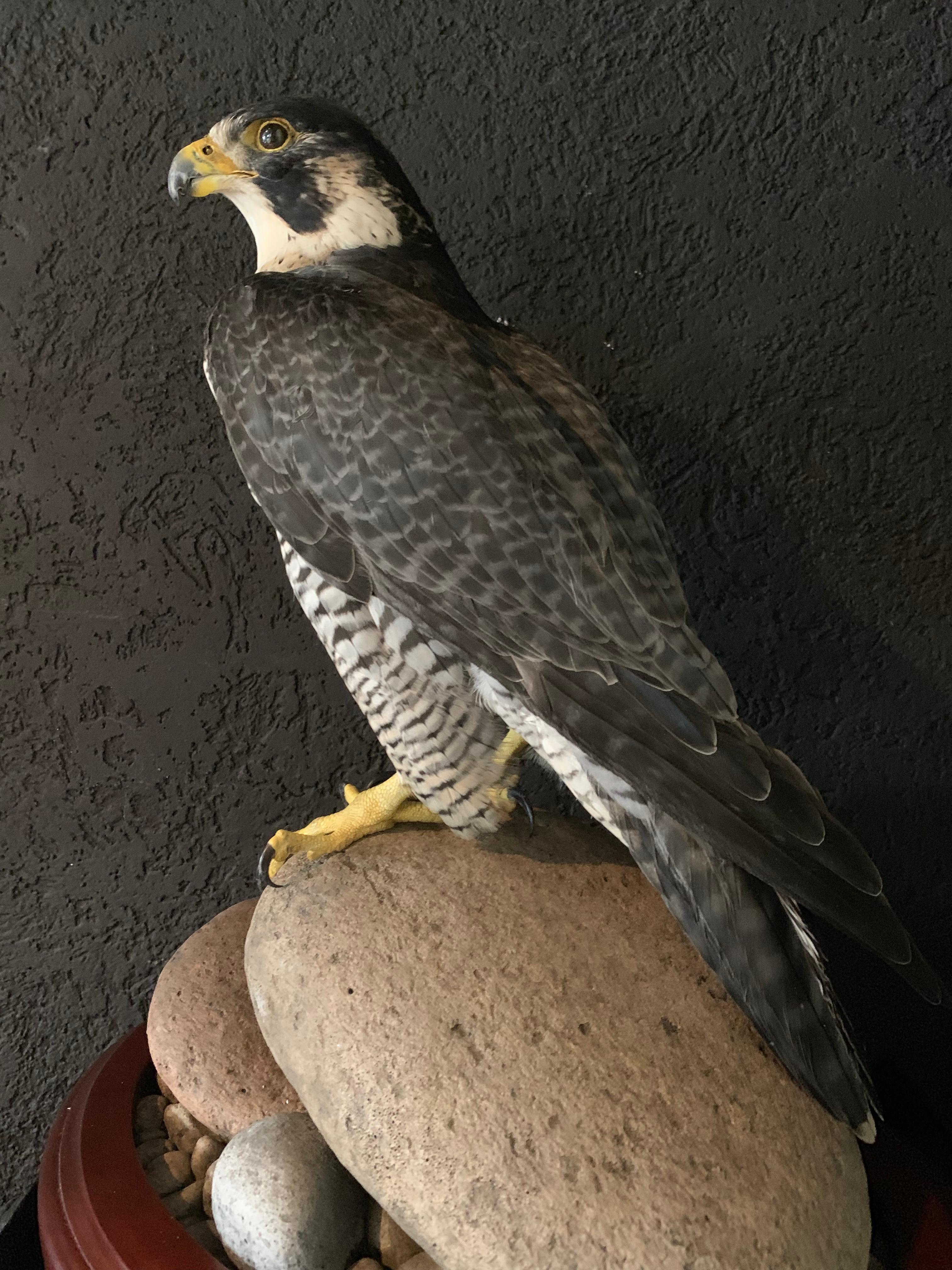 taxidermy falcon