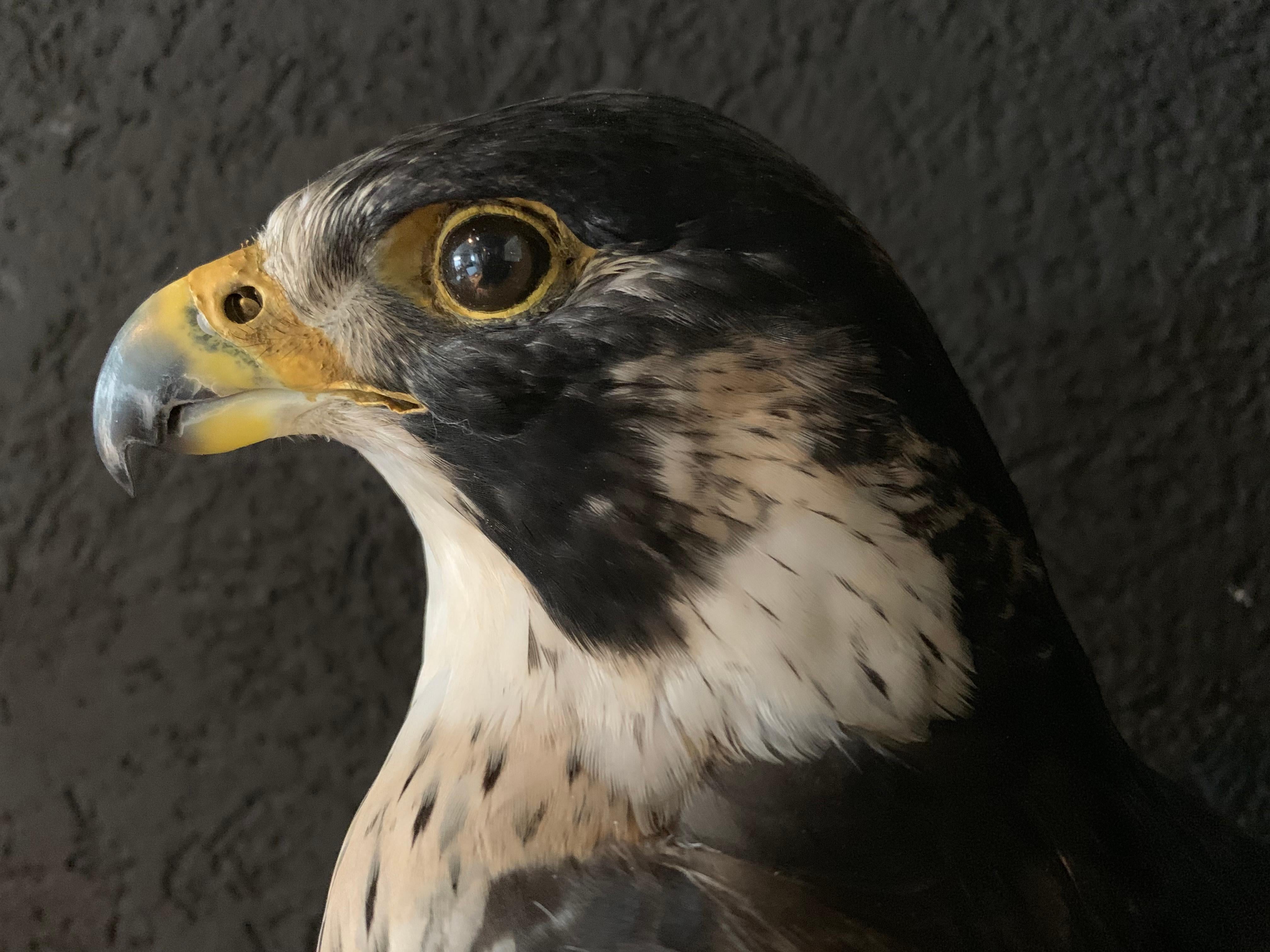 taxidermy peregrine falcon