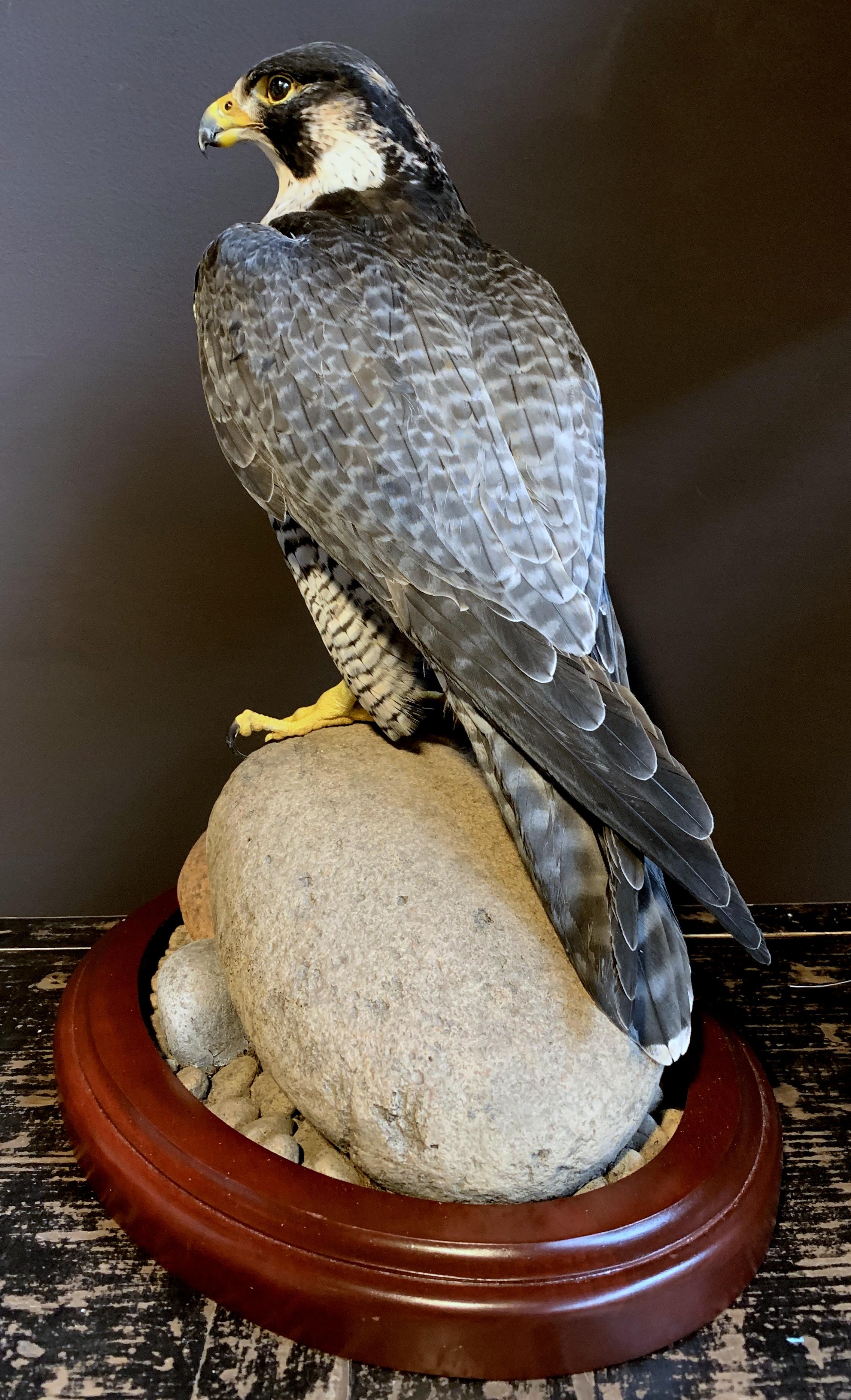 Dutch Recently Made Taxidermy Peregrin Falcon
