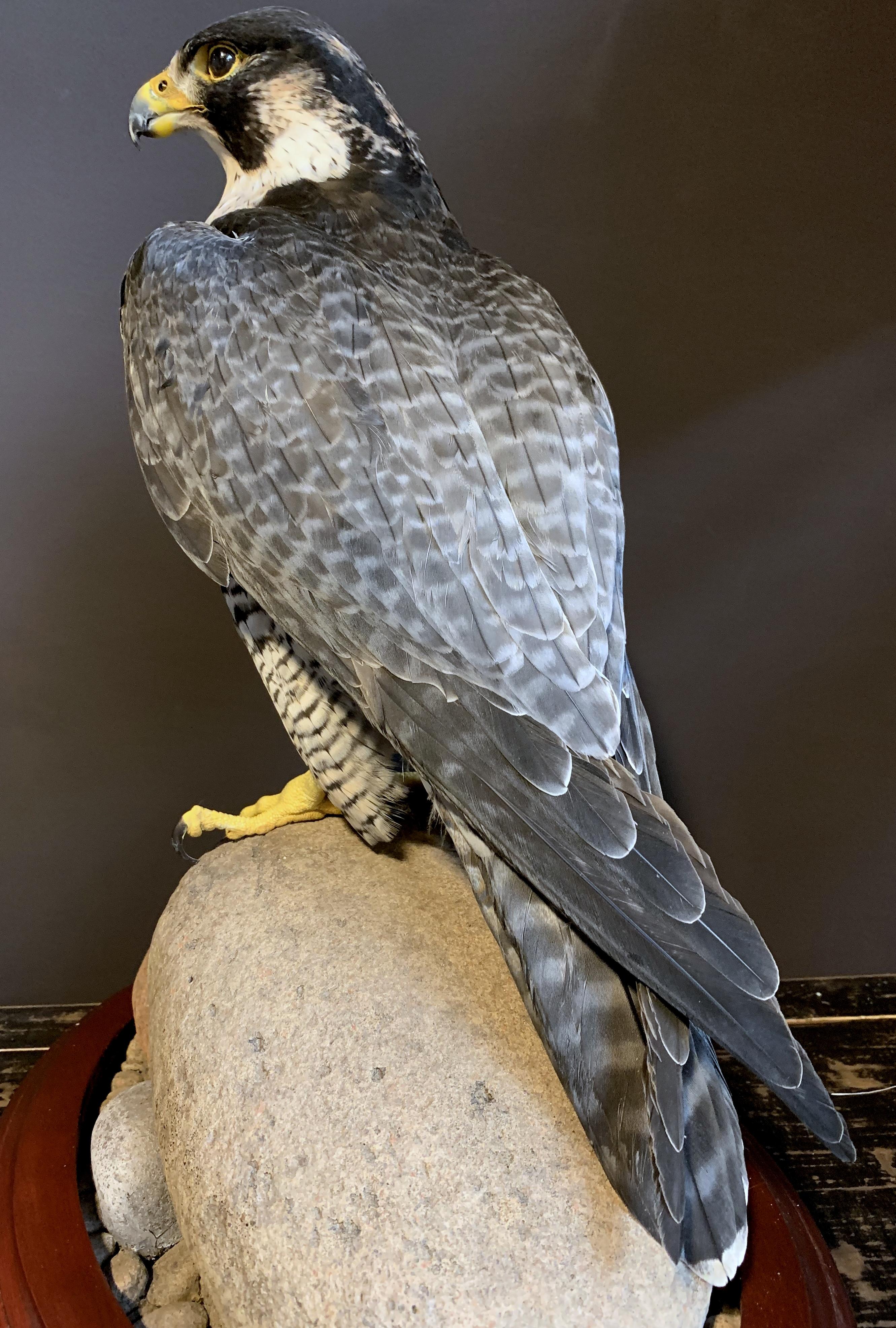 Recently Made Taxidermy Peregrin Falcon In Excellent Condition In Eindhoven, NL