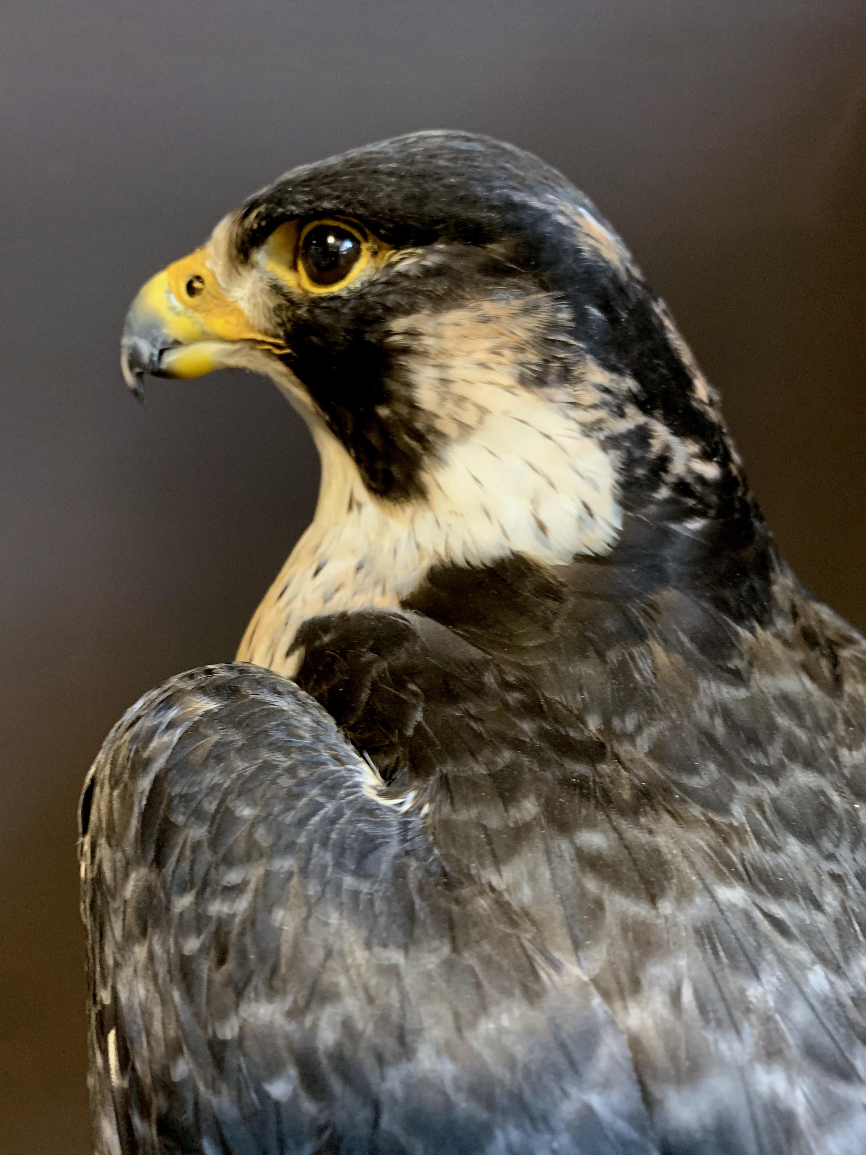 Contemporary Recently Made Taxidermy Peregrin Falcon