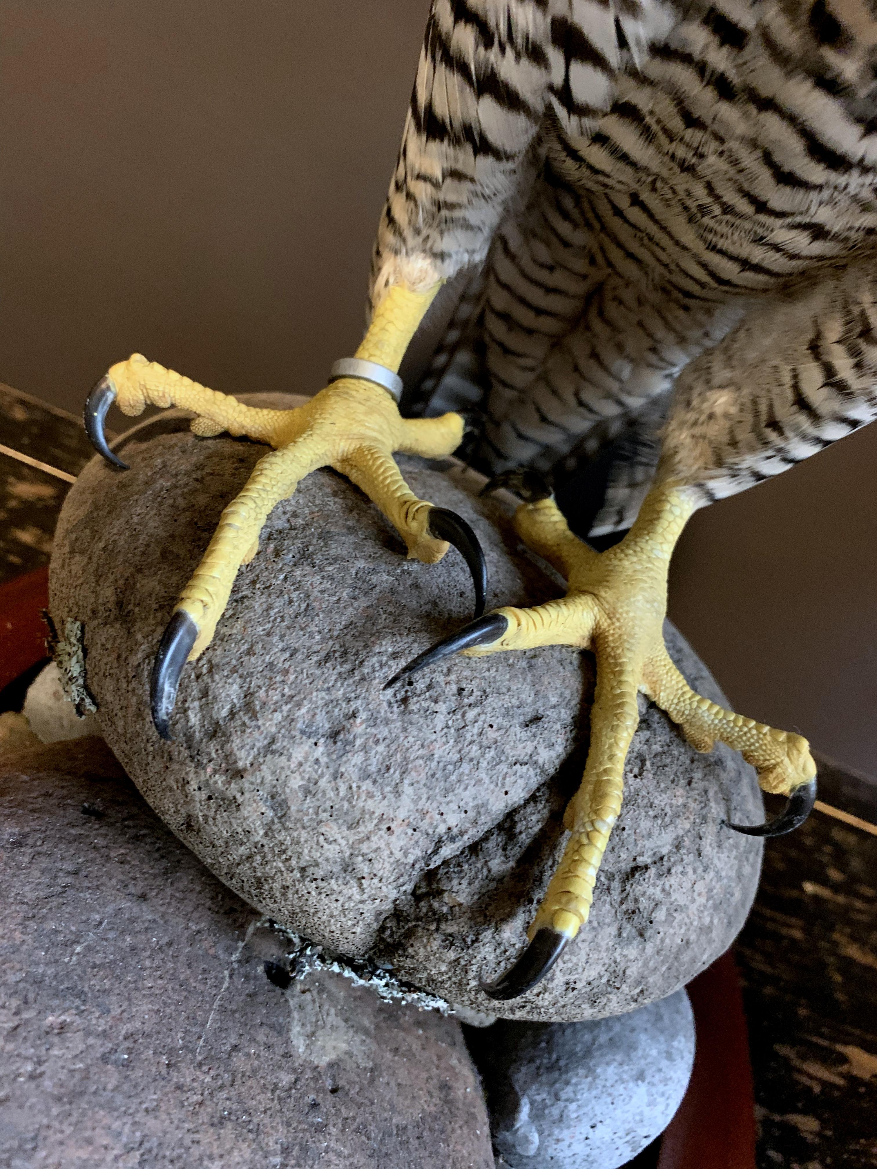Feathers Recently Made Taxidermy Peregrin Falcon