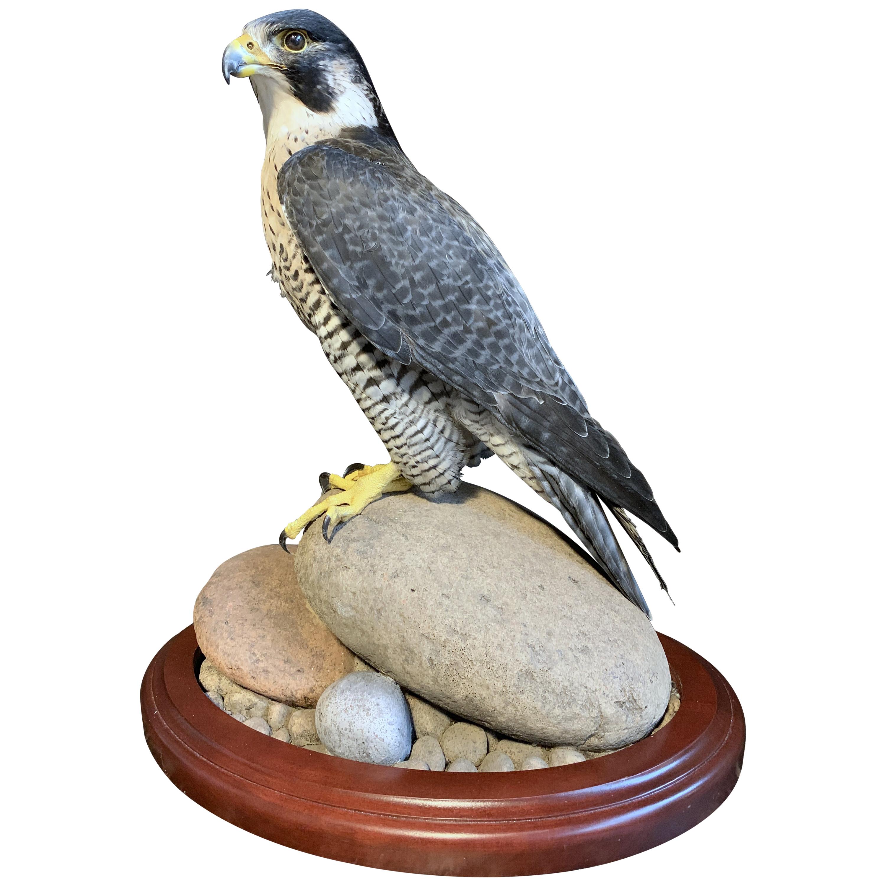 Recently Made Taxidermy Peregrin Falcon