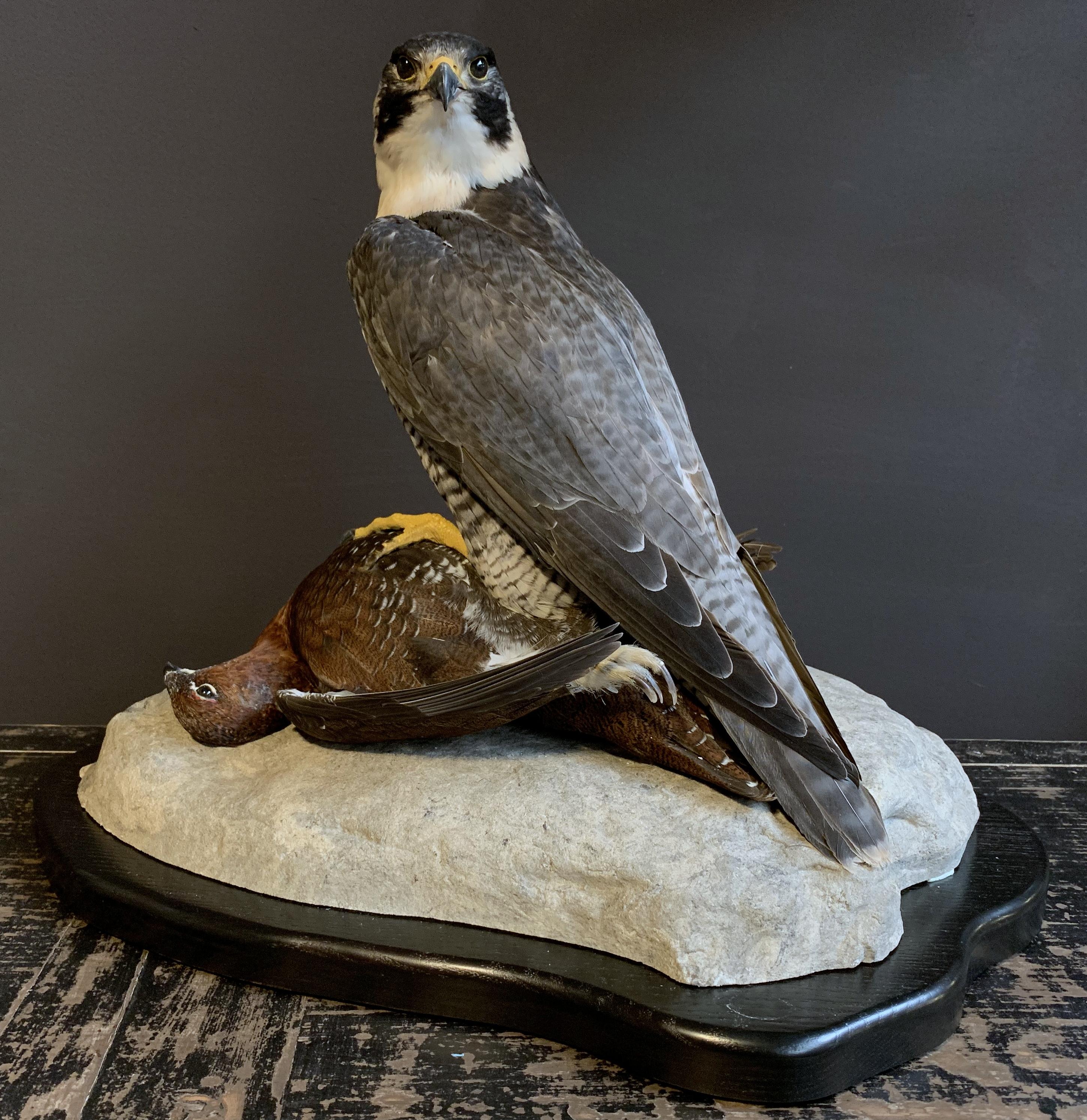 Recently Made Taxidermy Peregrine Falcon with Grouse as Prey 1