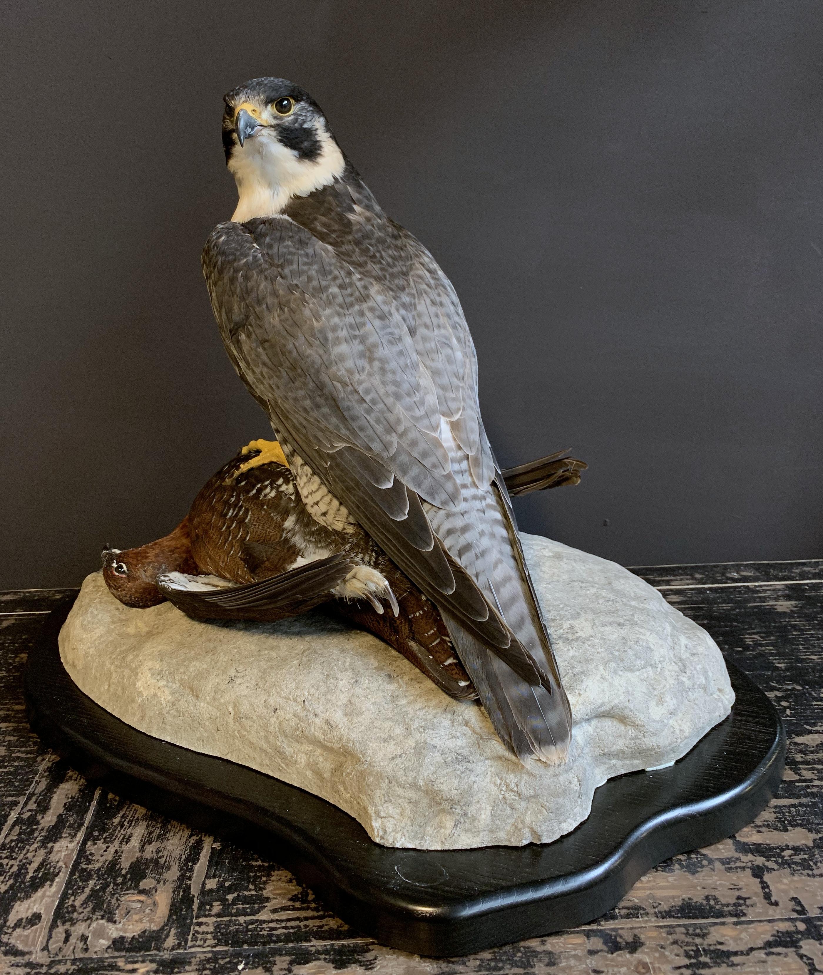 Recently Made Taxidermy Peregrine Falcon with Grouse as Prey 2