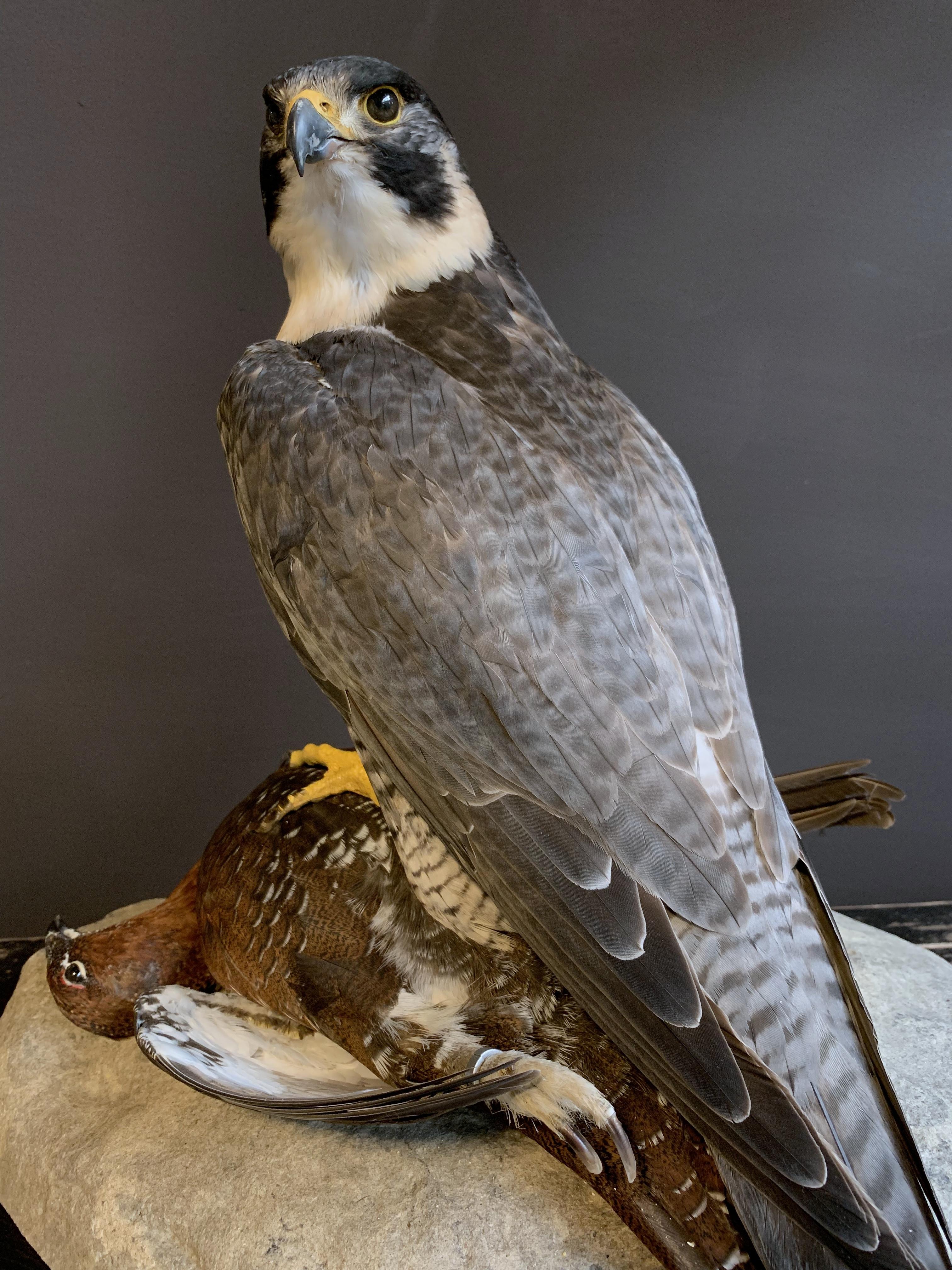 Recently Made Taxidermy Peregrine Falcon with Grouse as Prey 3