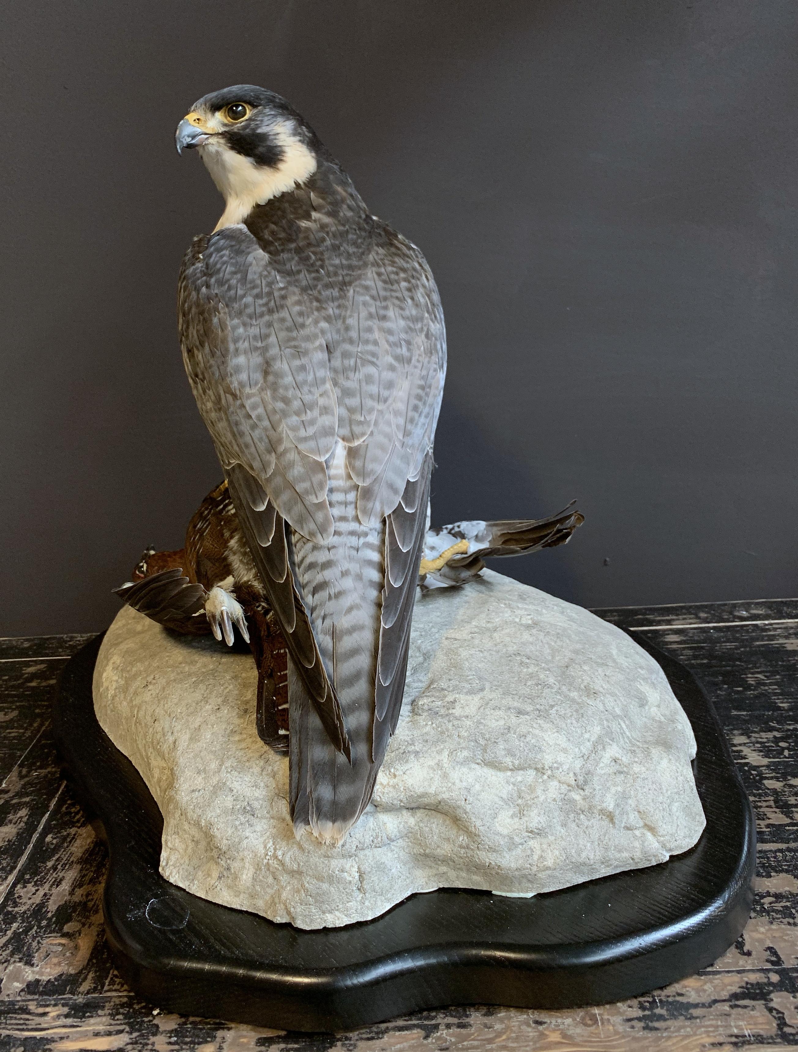 Recently Made Taxidermy Peregrine Falcon with Grouse as Prey 4