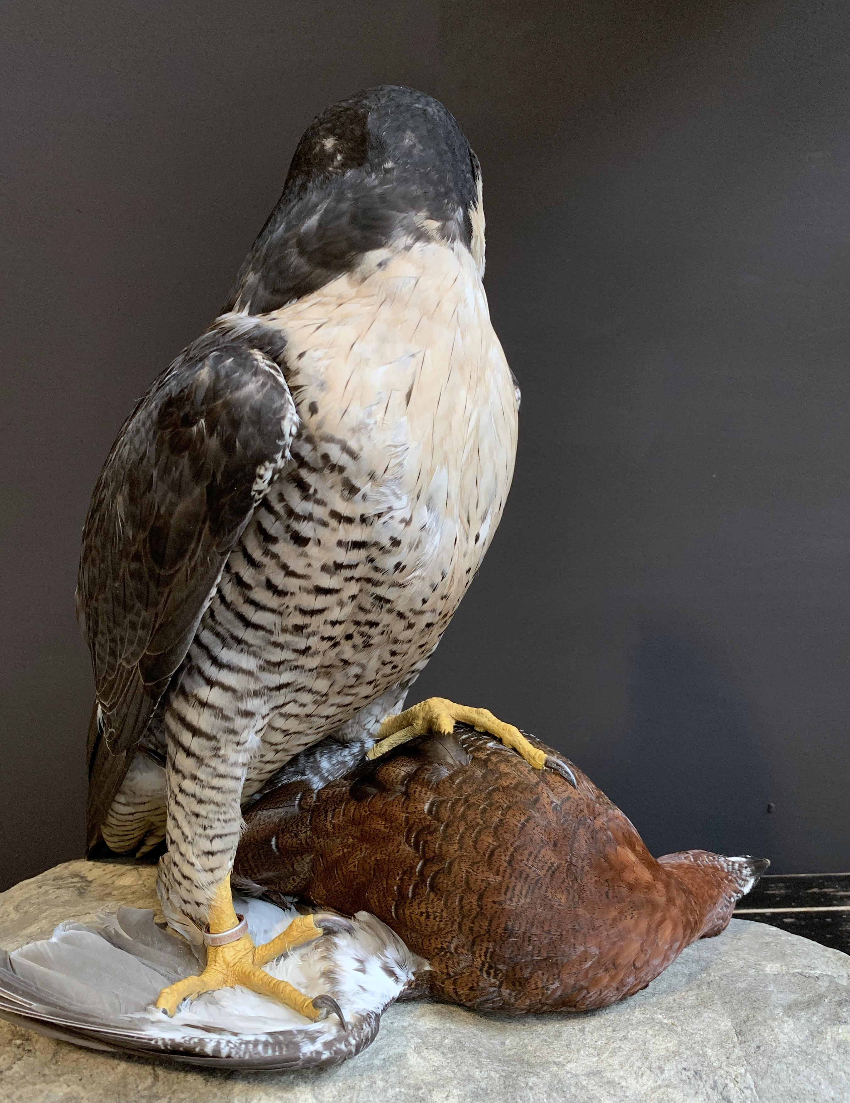 Recently Made Taxidermy Peregrine Falcon with Grouse as Prey 5