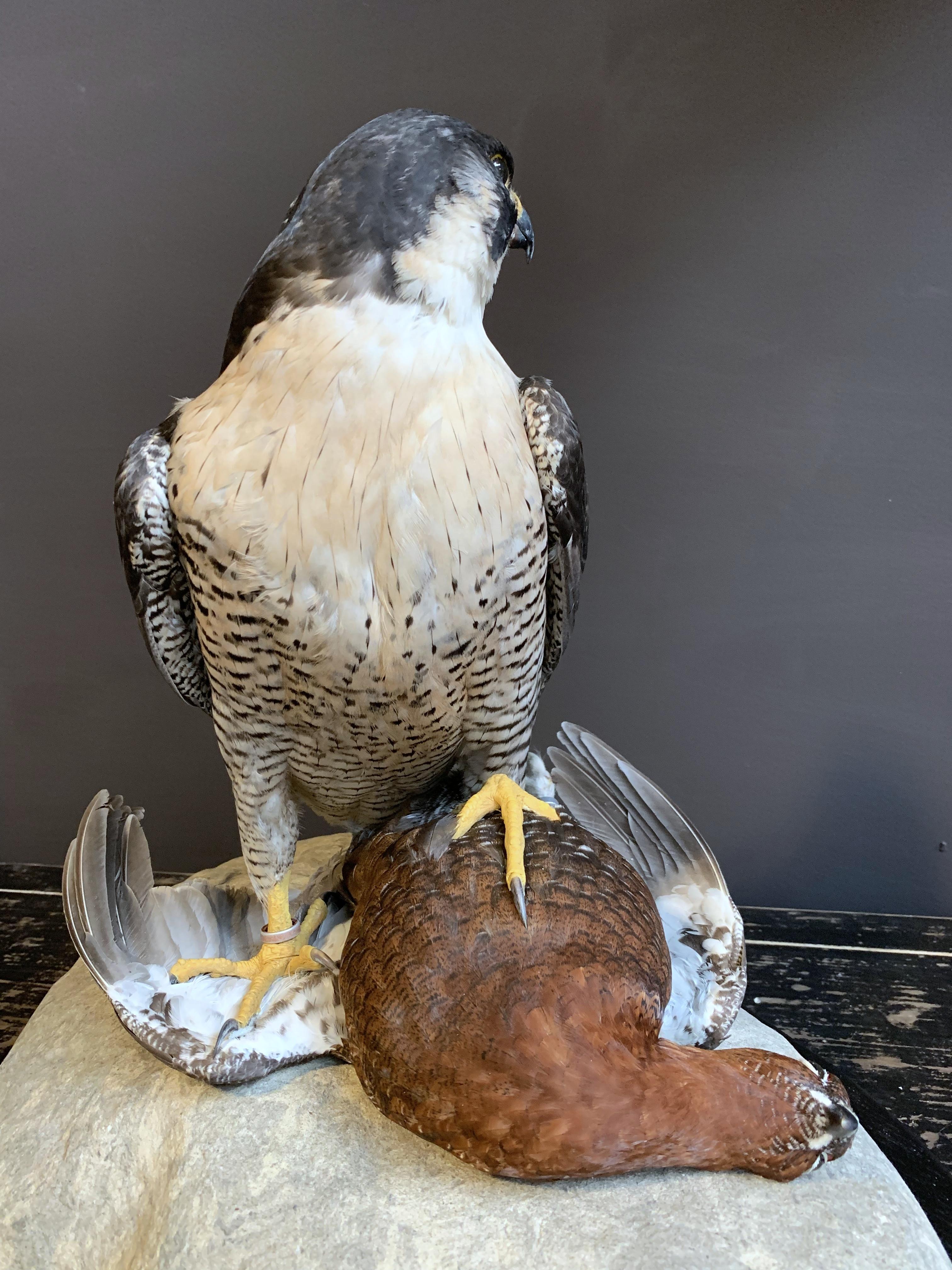 Recently Made Taxidermy Peregrine Falcon with Grouse as Prey 6