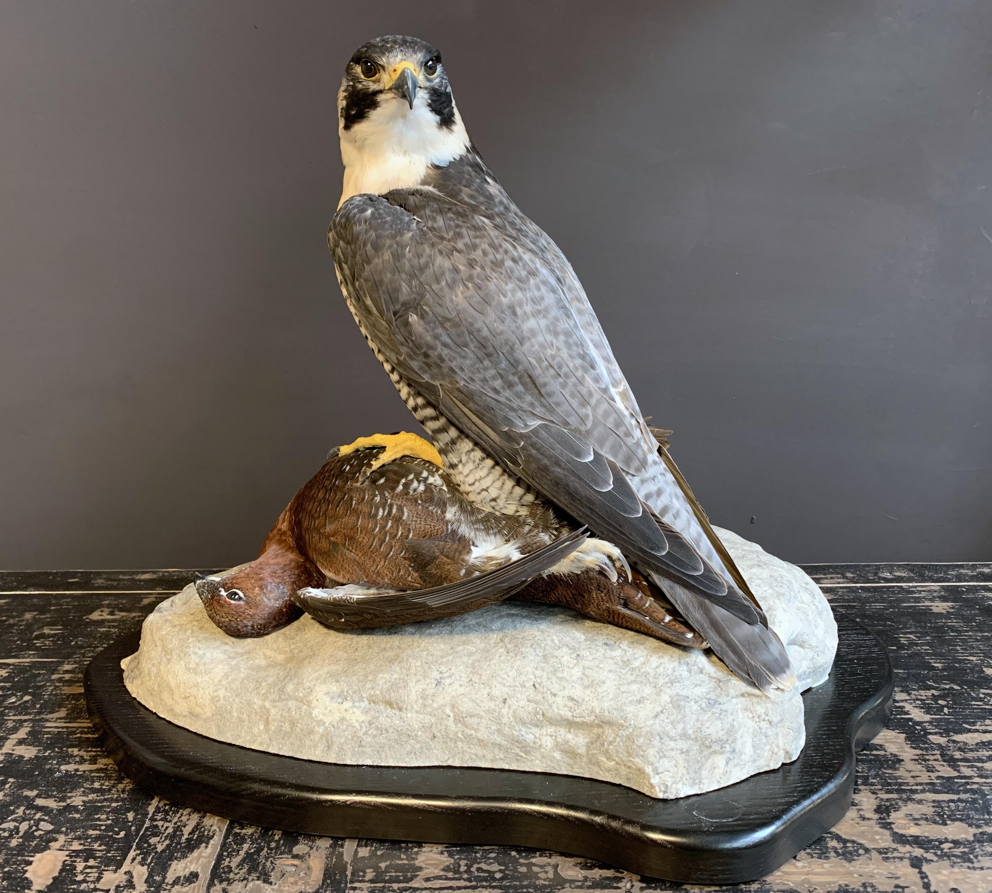 Recently made taxidermy peregrine falcon with grouse as prey. It is a beautiful piece which is made with a great eye for detail. Both birds are ringed and the peregrine falcon will be delivered with the right cites documents.