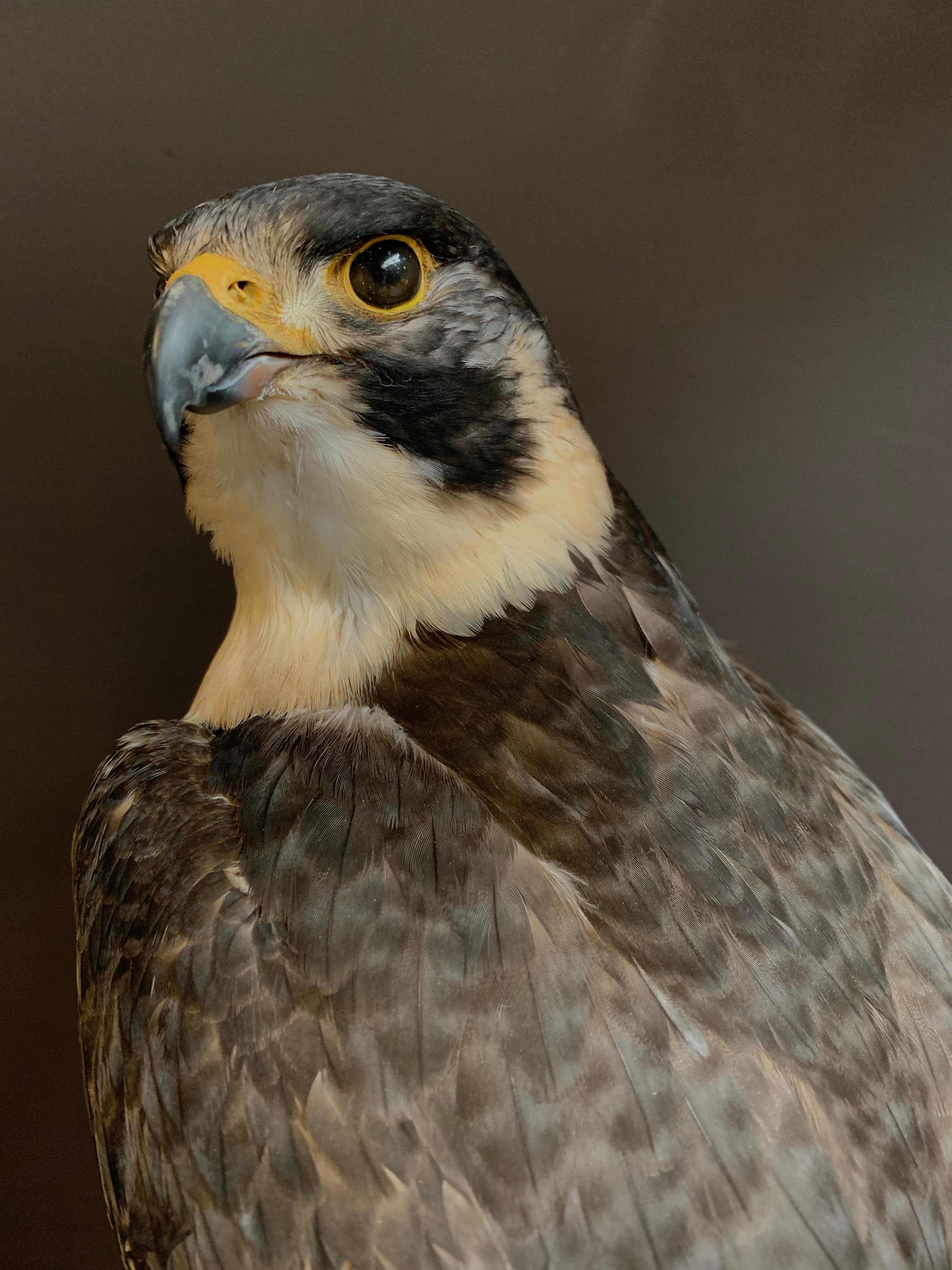peregrine falcon taxidermy