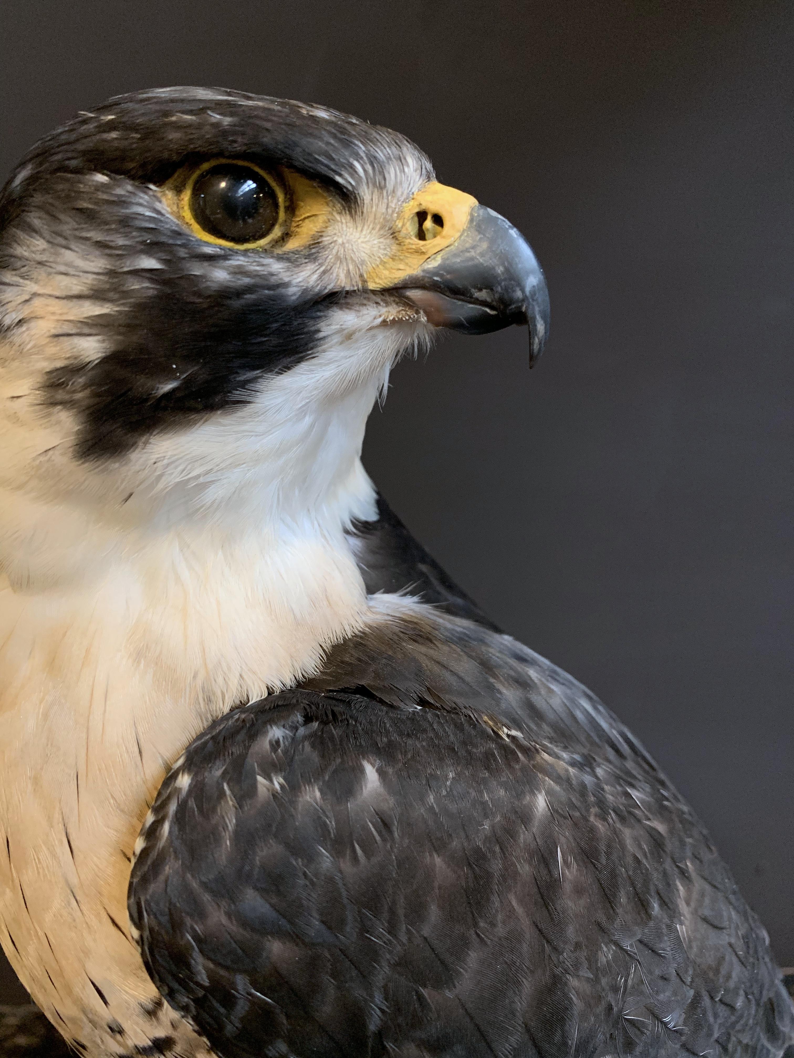 German Recently Made Taxidermy Peregrine Falcon with Grouse as Prey