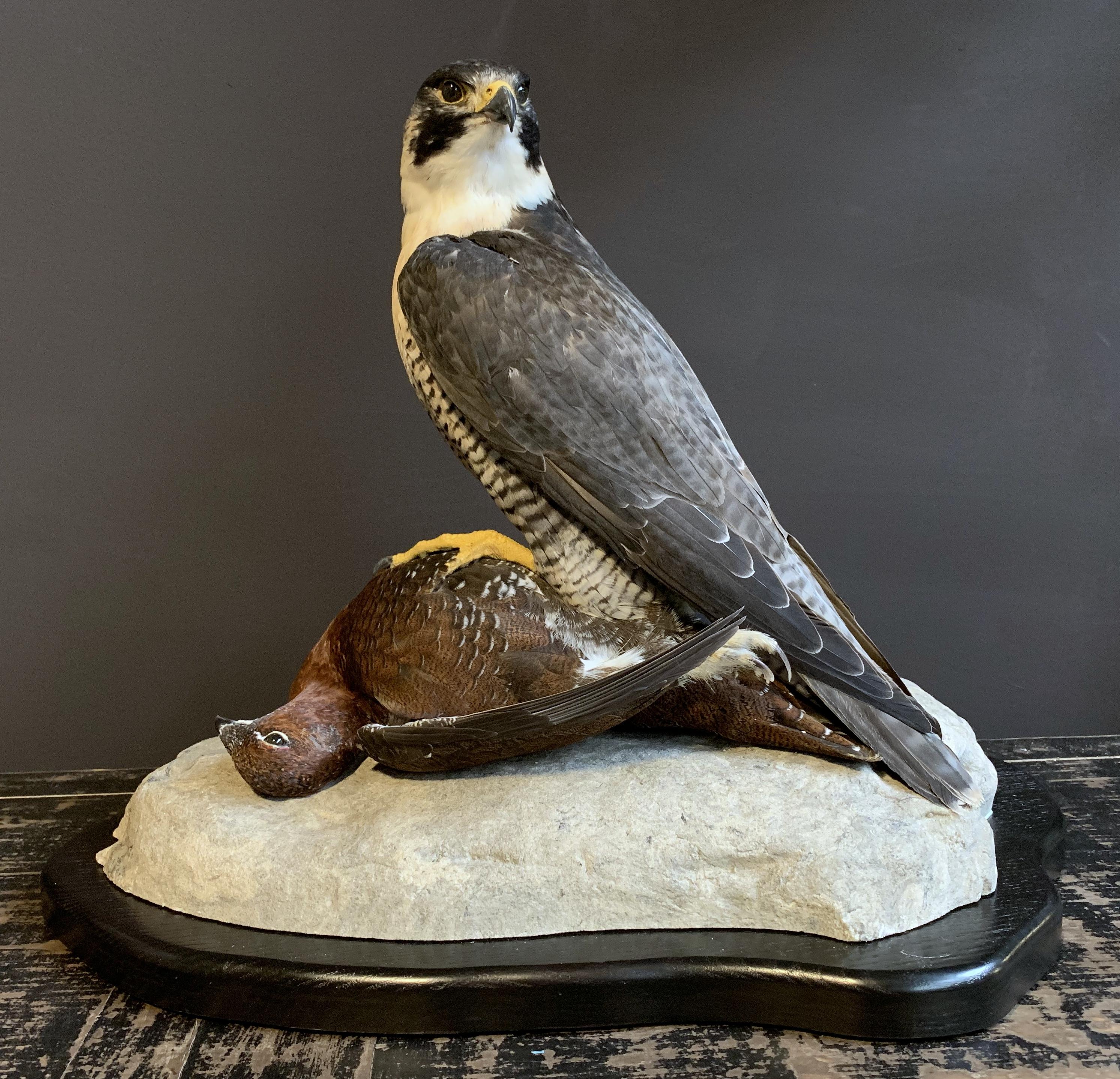 Contemporary Recently Made Taxidermy Peregrine Falcon with Grouse as Prey