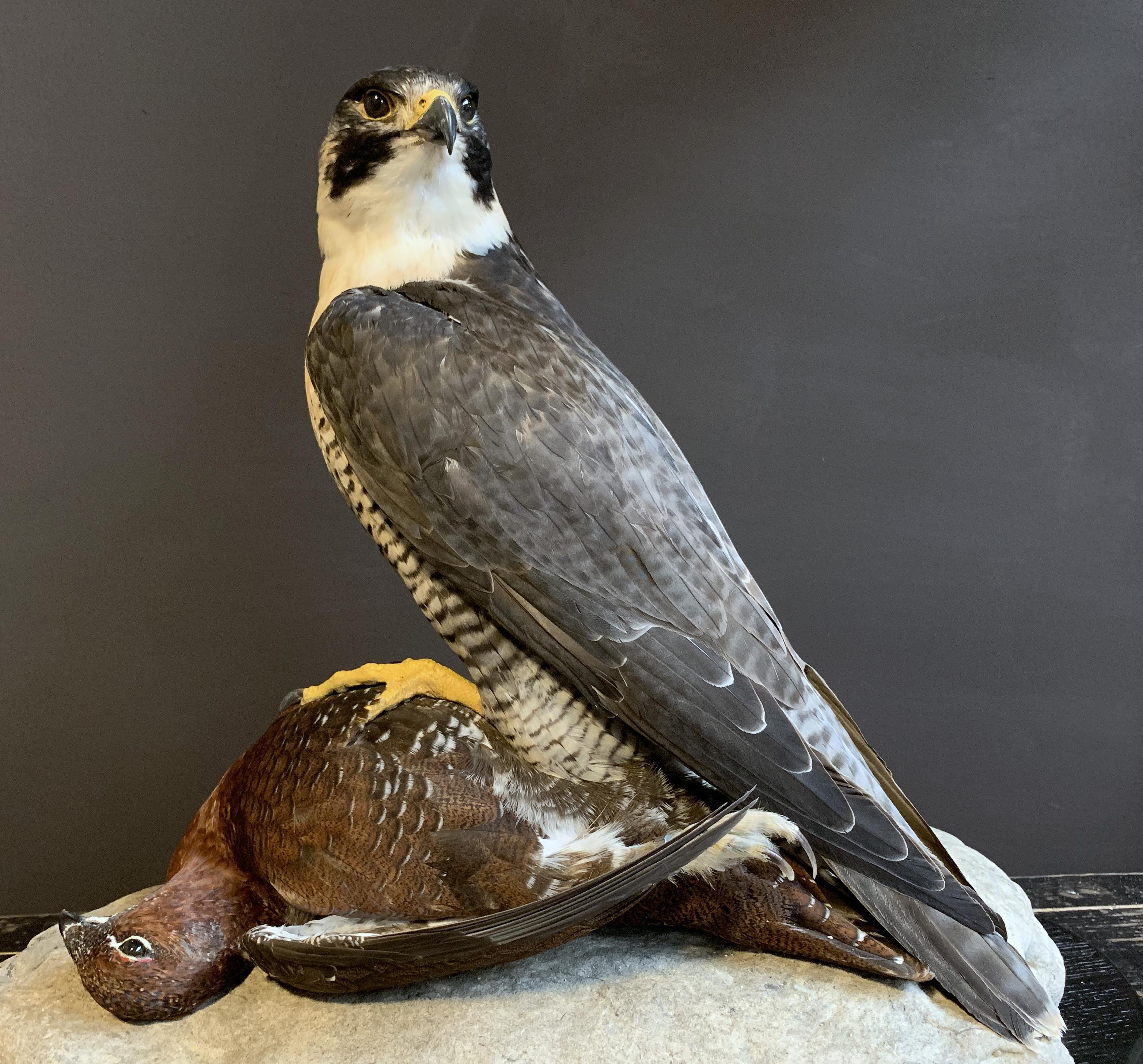 Feathers Recently Made Taxidermy Peregrine Falcon with Grouse as Prey