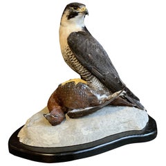 Recently Made Taxidermy Peregrine Falcon with Grouse as Prey