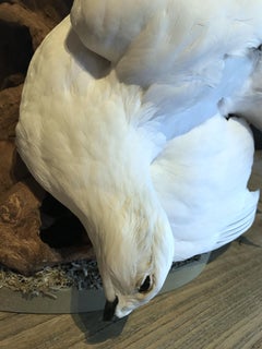 Recently Made Taxidermy Peregrine Falcon with Snow Grouse as Prey
