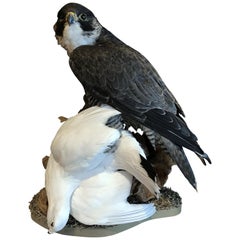 Recently Made Taxidermy Peregrine Falcon with Snow Grouse as Prey