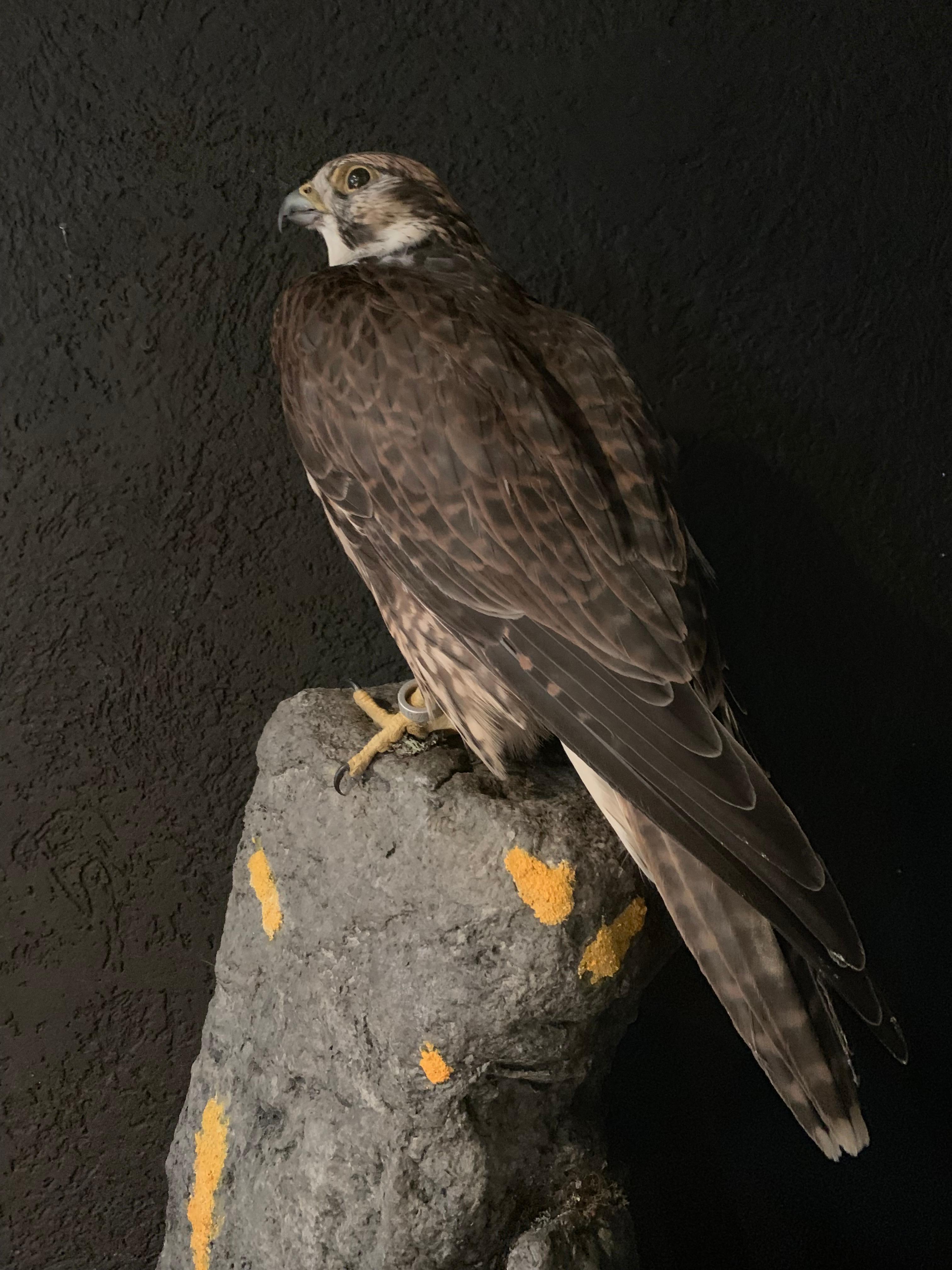 Recently made Taxidermy Saker falcon. It is a beautiful piece which is made with a great eye for detail. The bird ringed and will be delivered with the right cites documents. A real masterpiece....