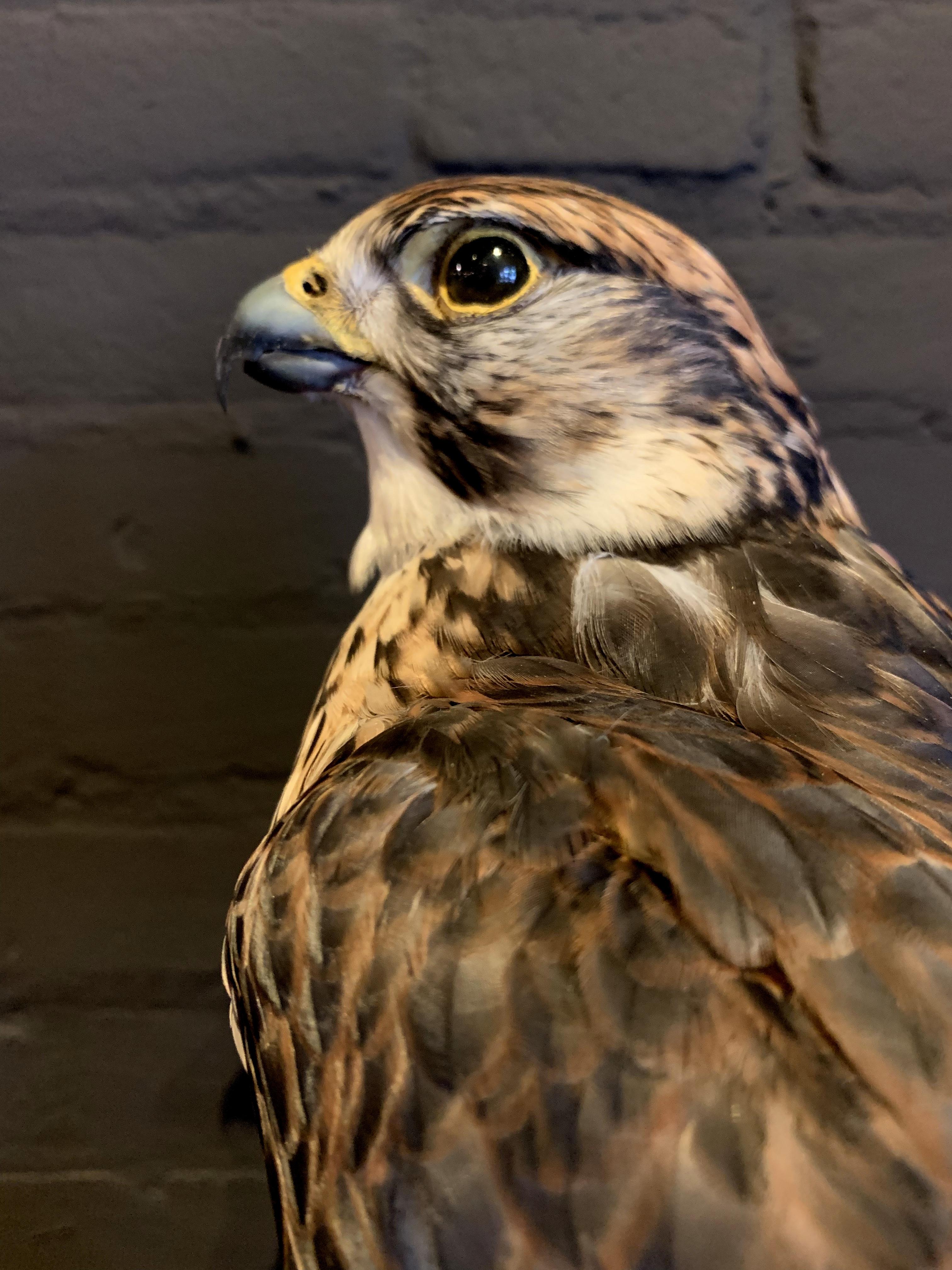 taxidermy falcon
